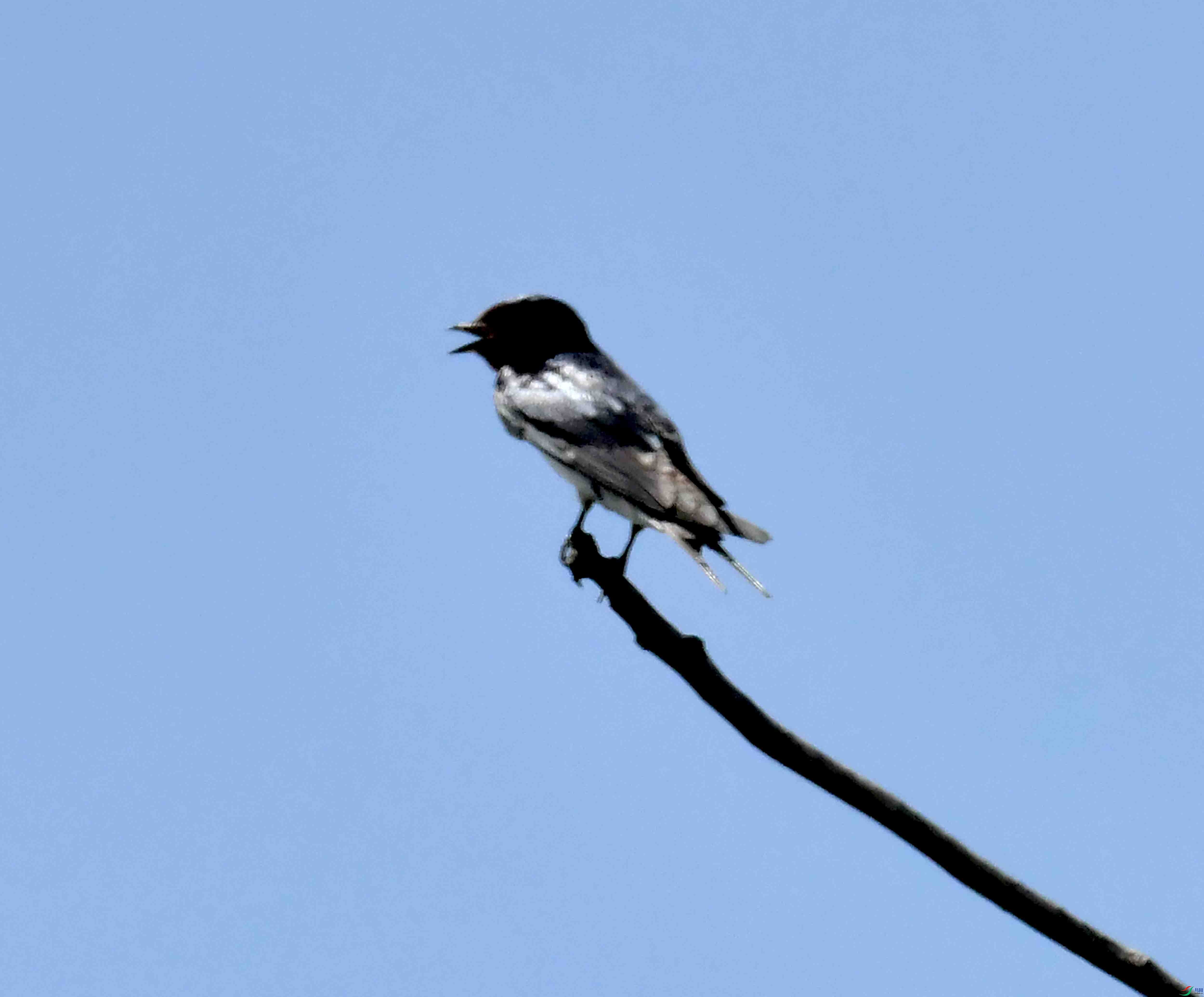 DSC_6526.JPG