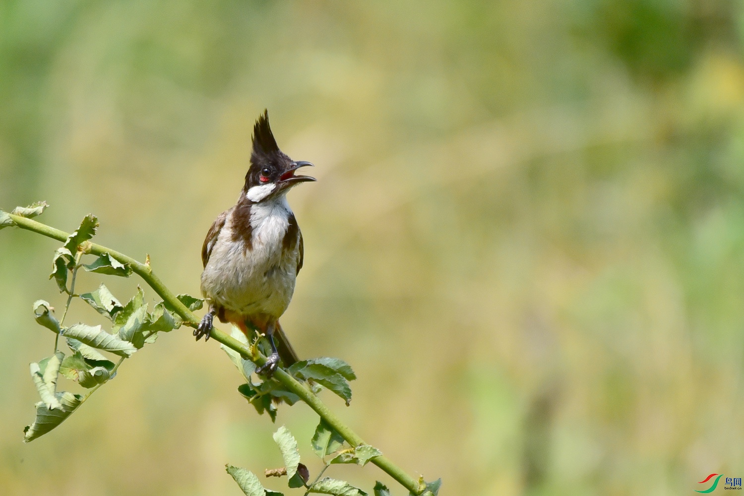 DSC_8275.JPG