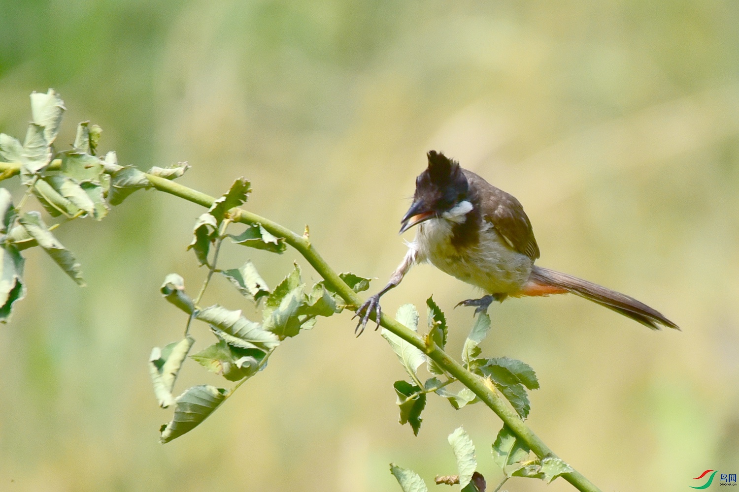 DSC_8274.JPG