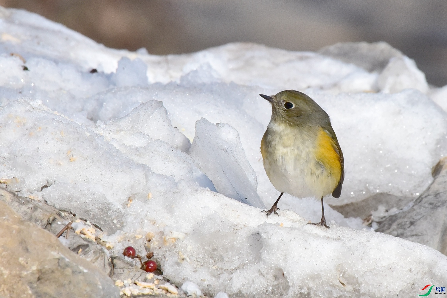 DSC_3246.JPG