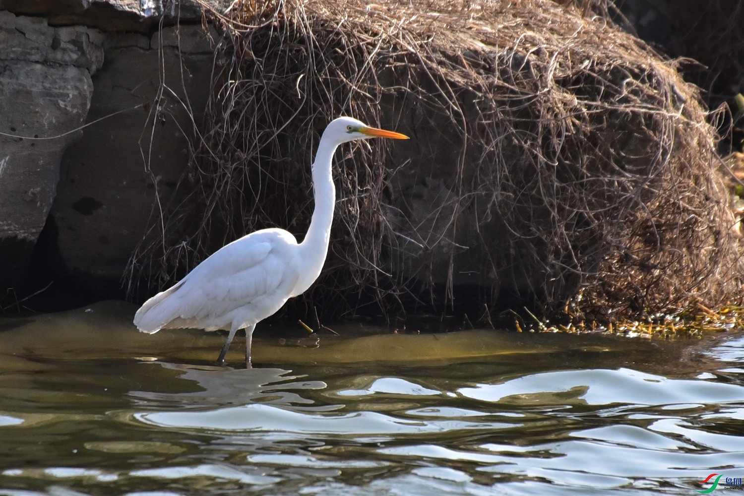 DSC_5949.JPG