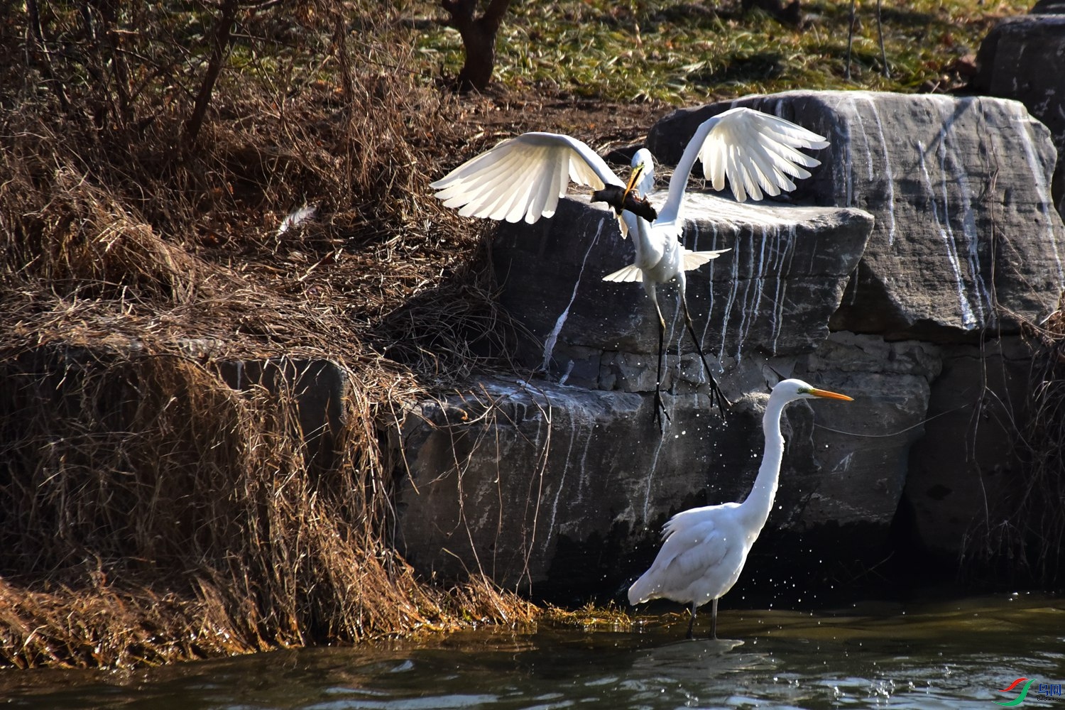 DSC_5935.JPG