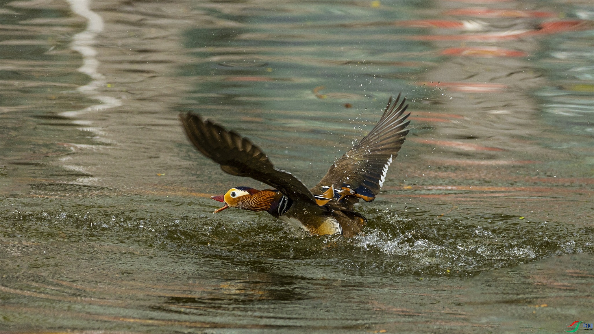 1K3A0222 ����1.jpg