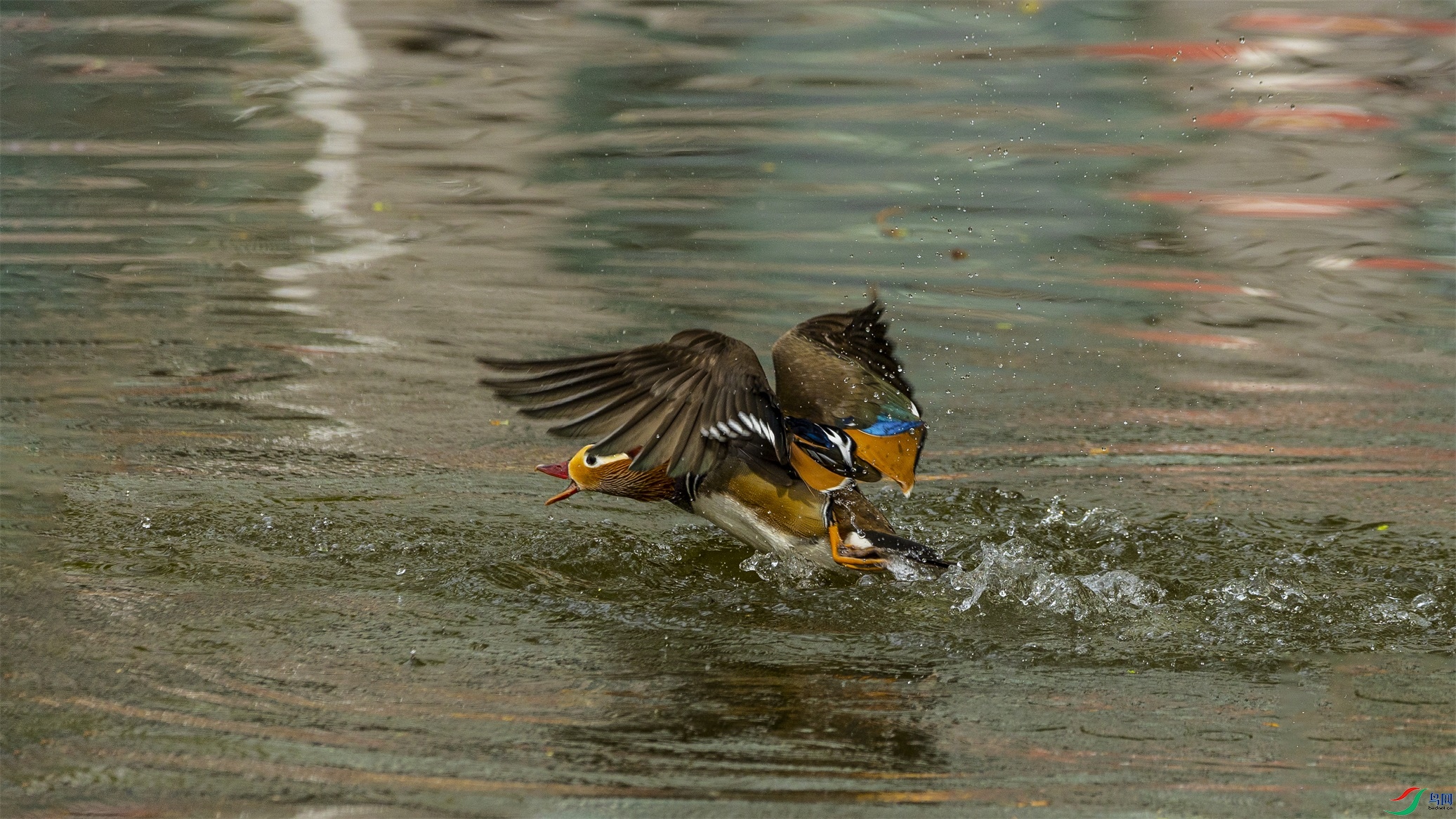 1K3A0223 ����1.jpg