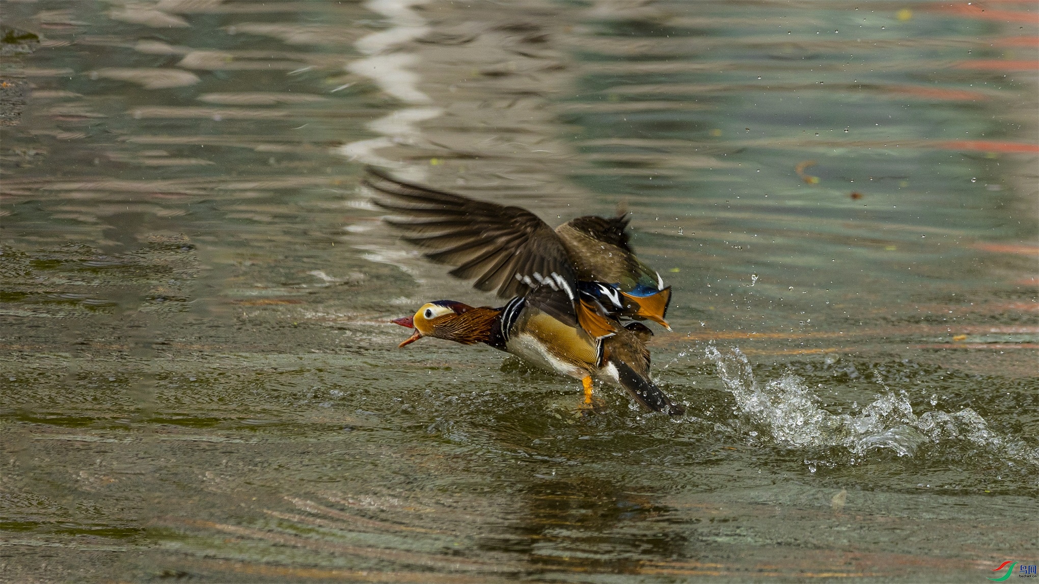 1K3A0225 ����1.jpg