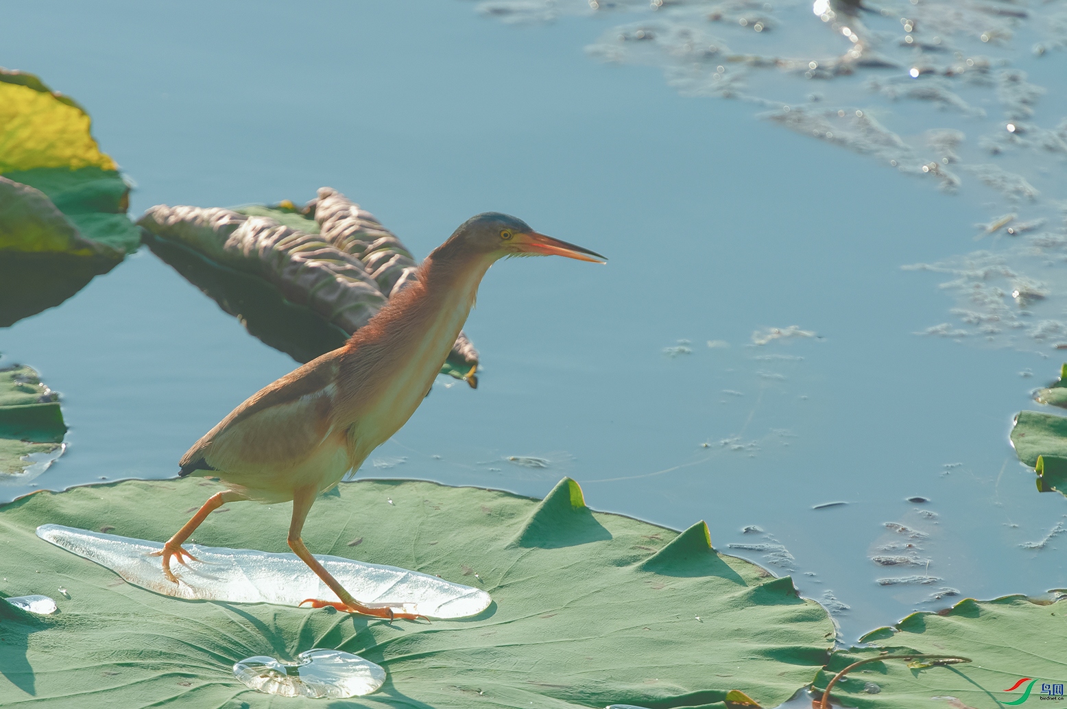 1DSC_0153_DxOa.jpg