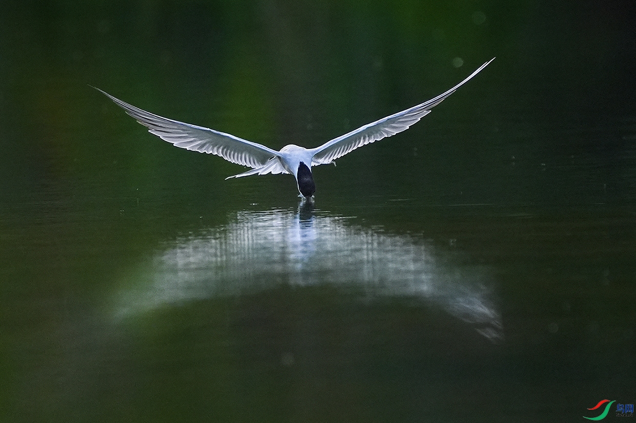 DSC00413 ����.jpg