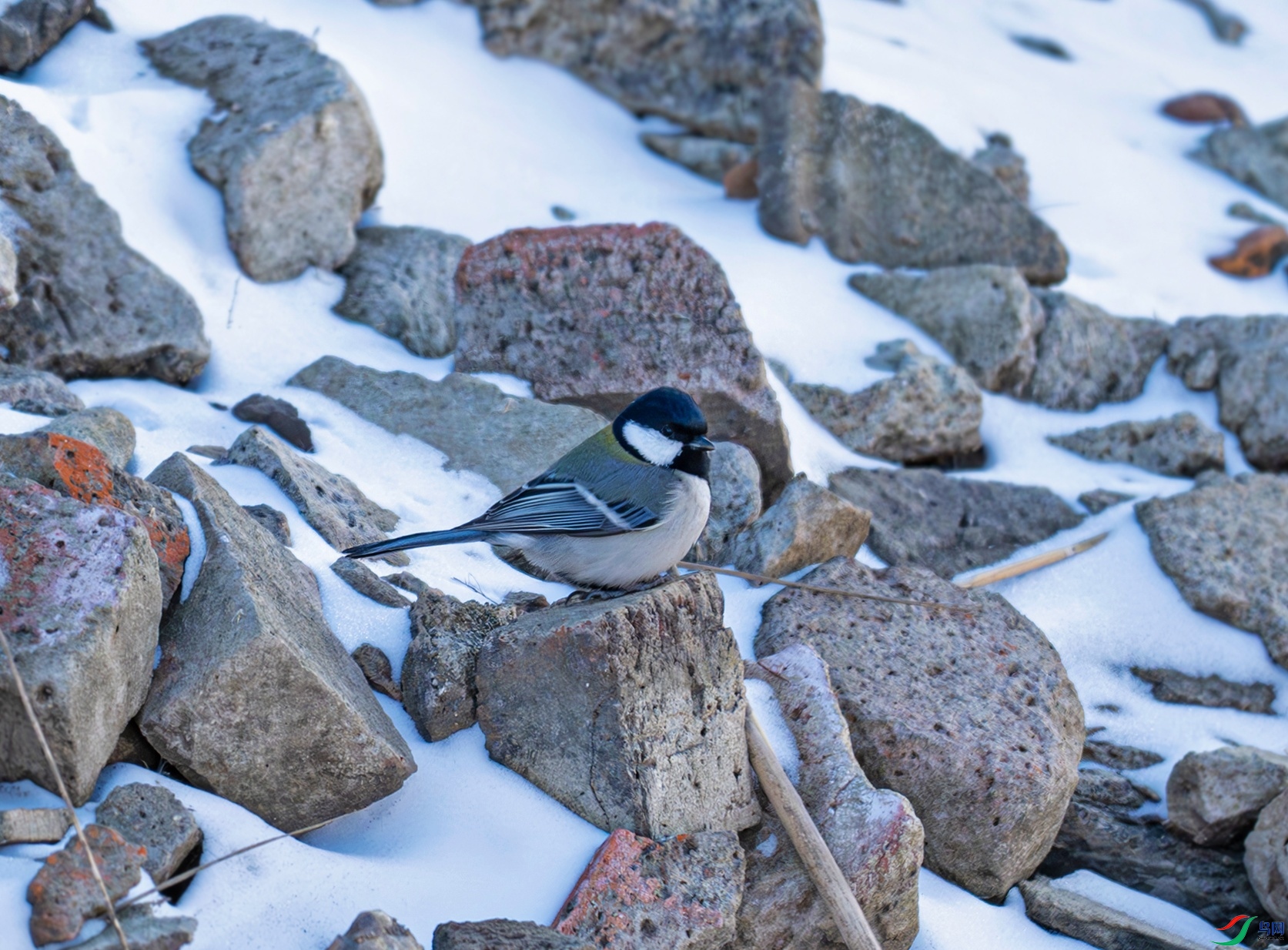 _DSC9944f.jpg