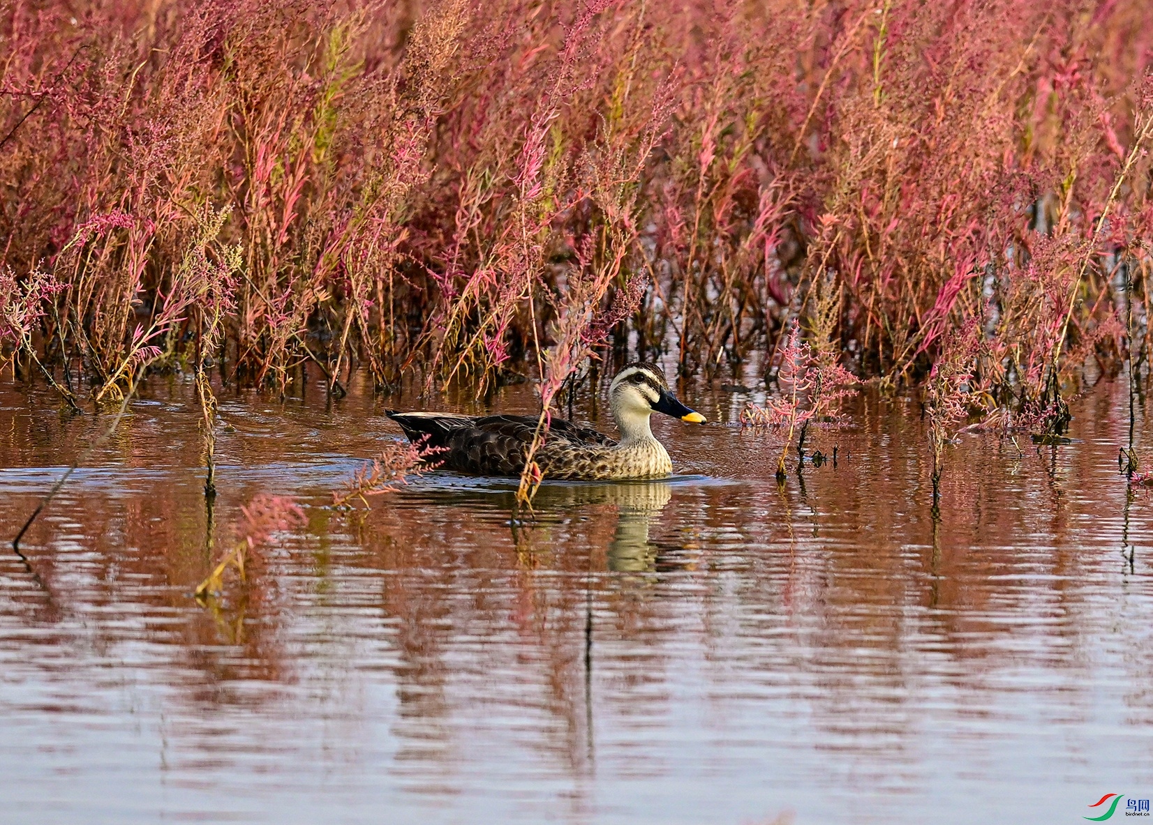 _DSC3633f.jpg