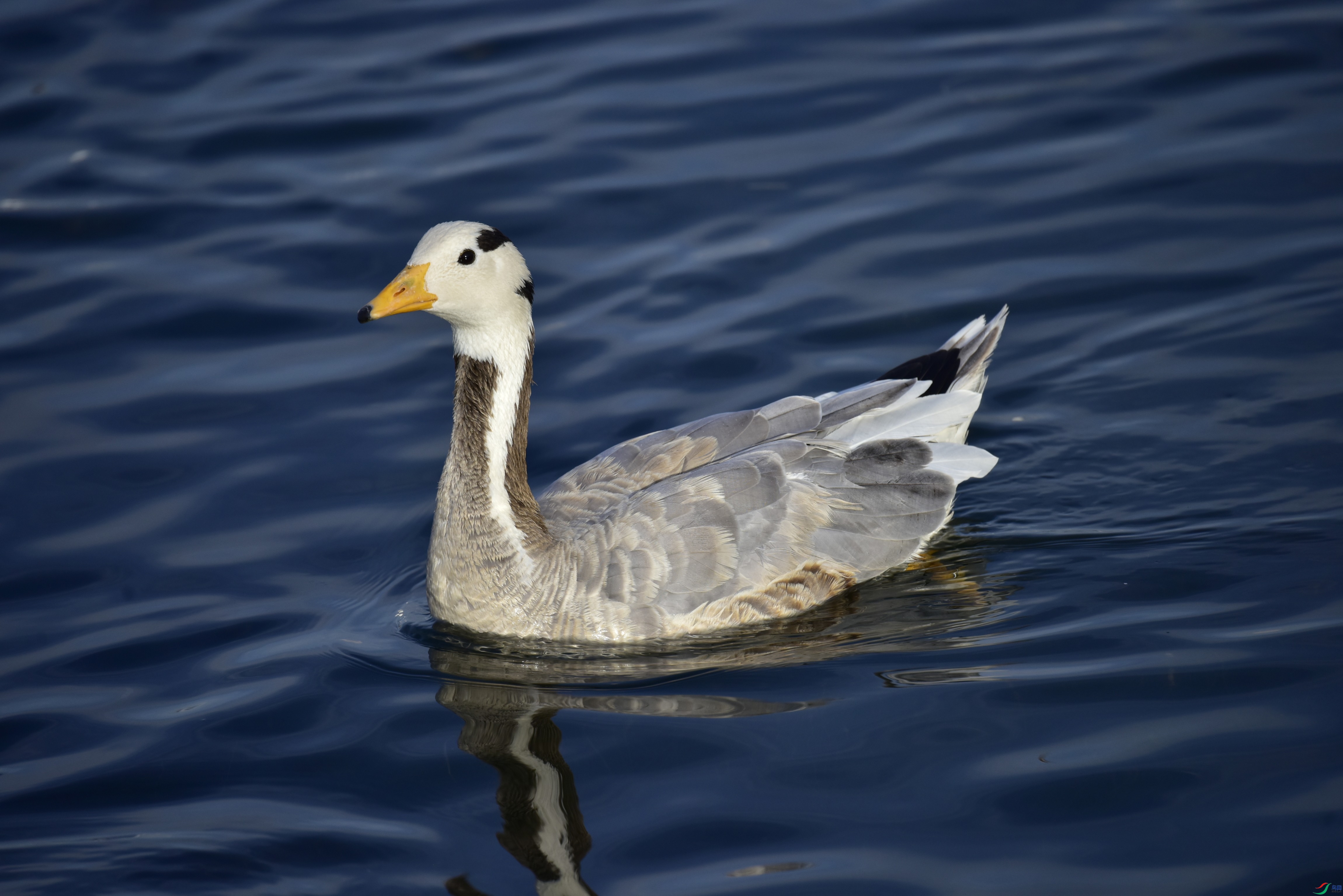 _DSC9618_01.JPG