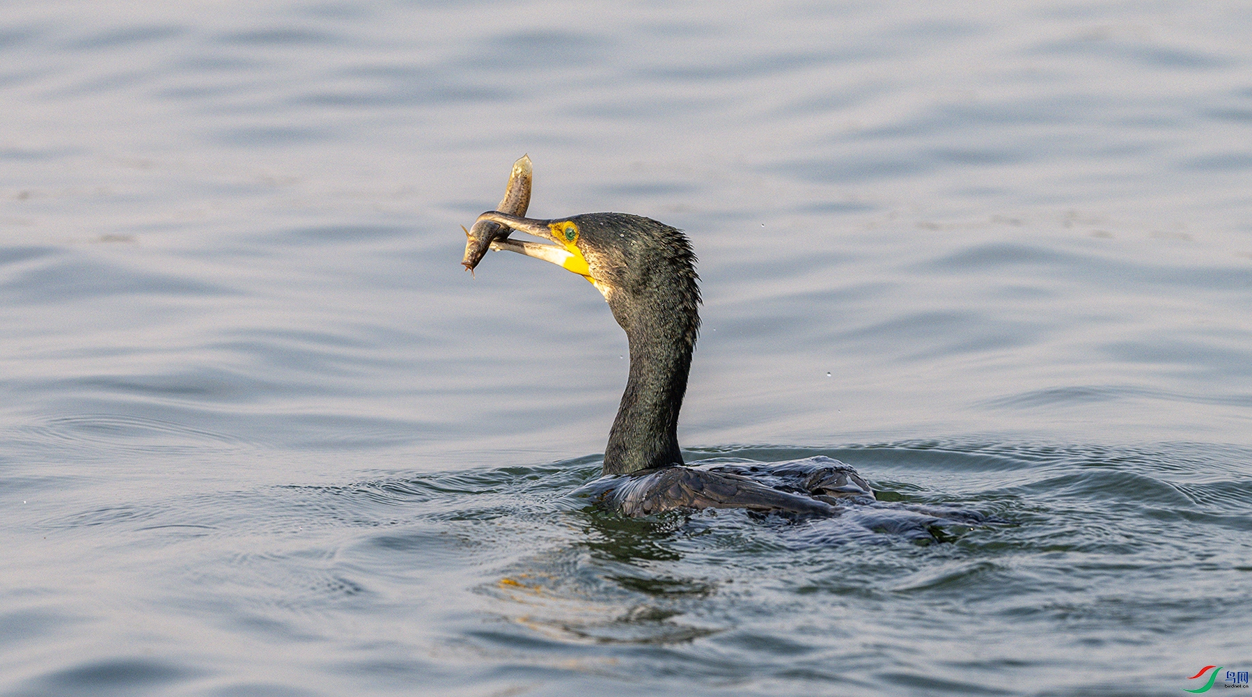 3511 ����.jpg