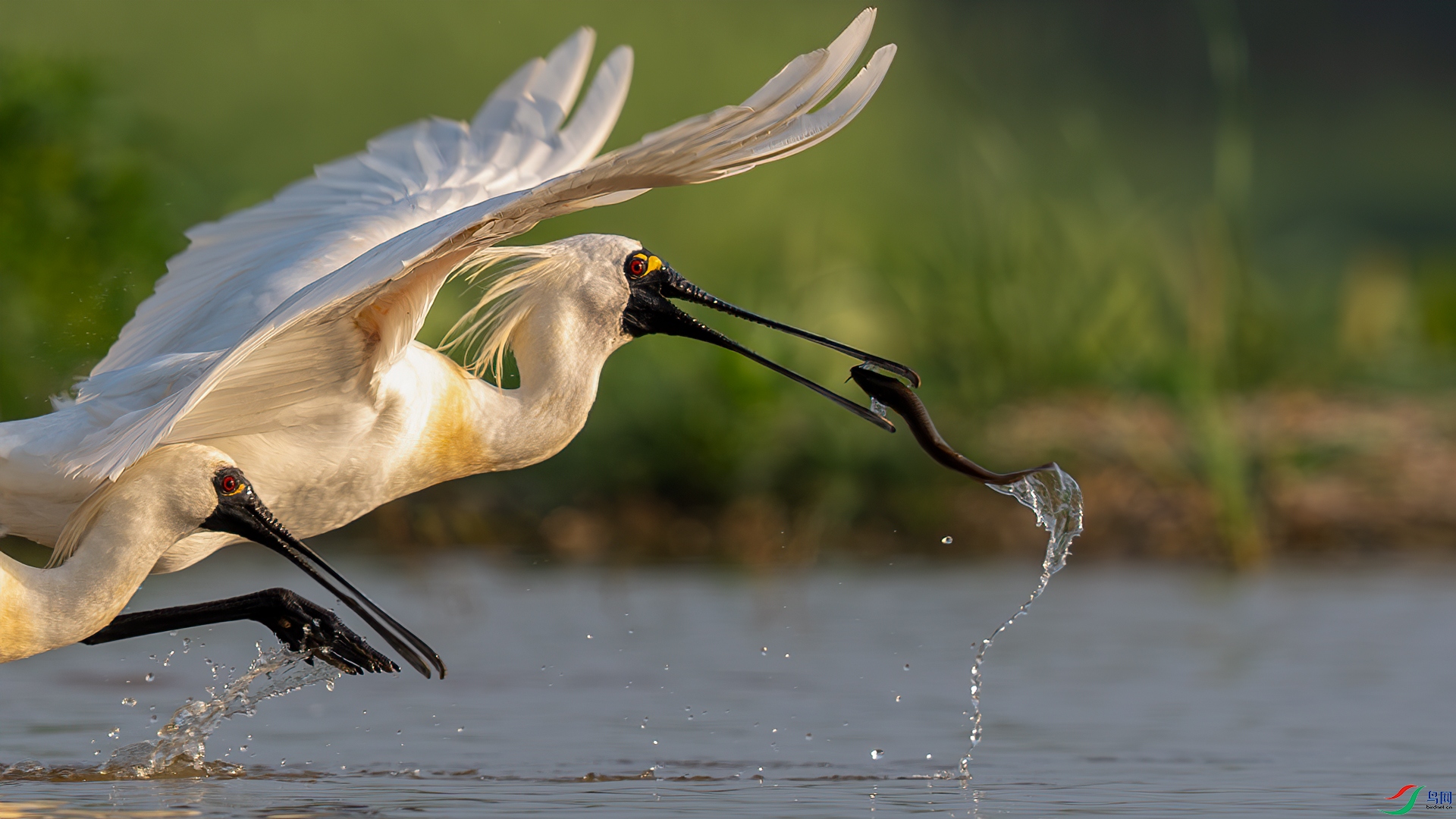 DSC01684.jpg
