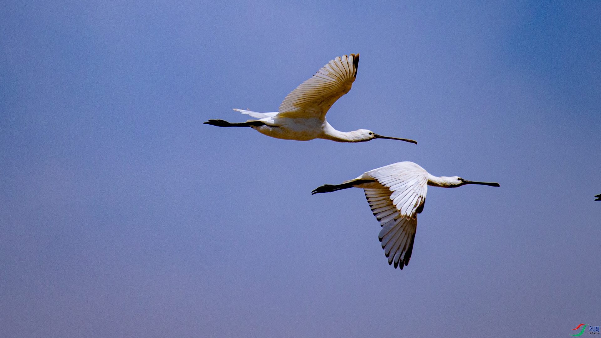 ��Խ�쳾������