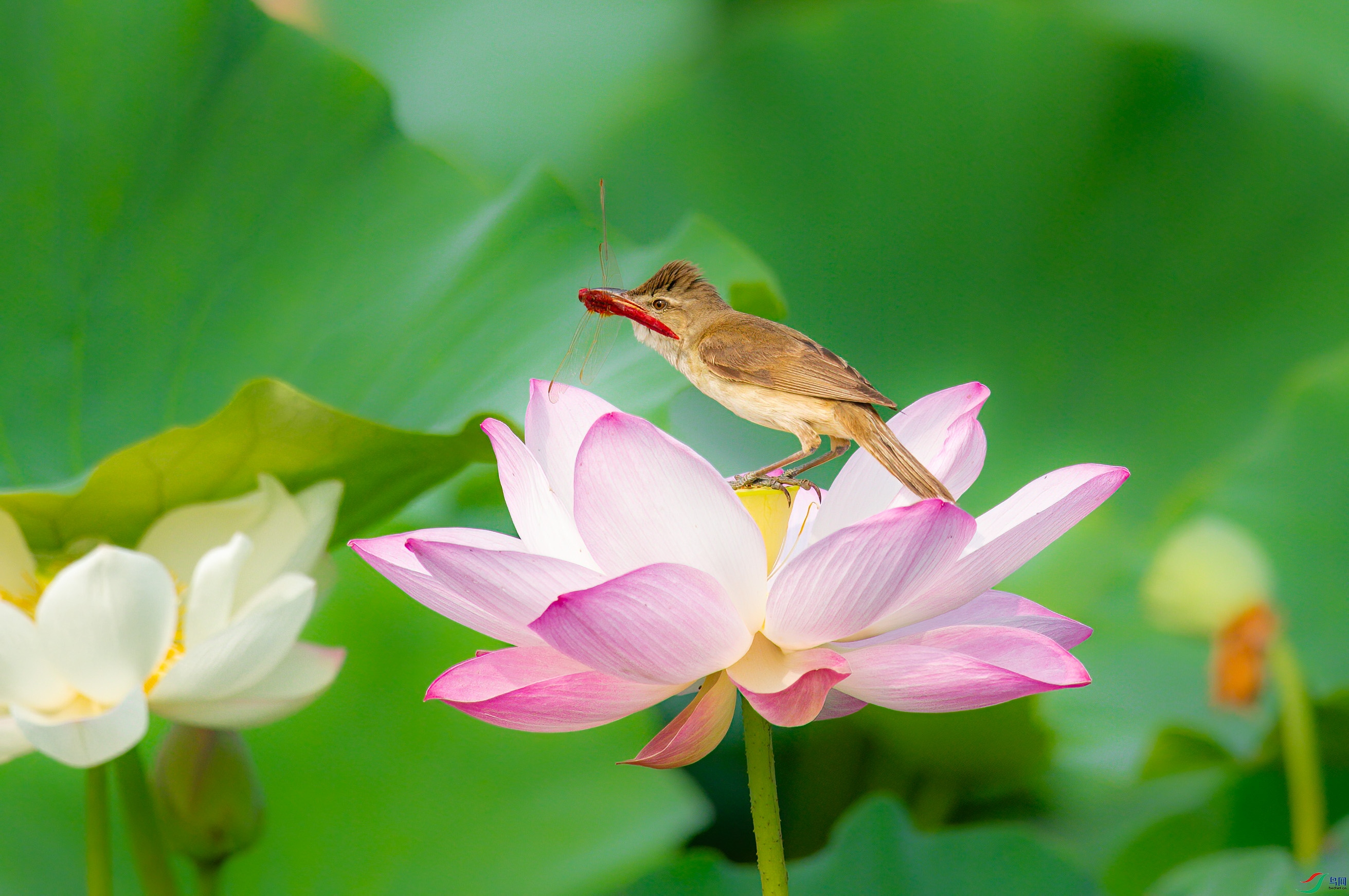 sen2016 7-10-32-�༭-3.jpg