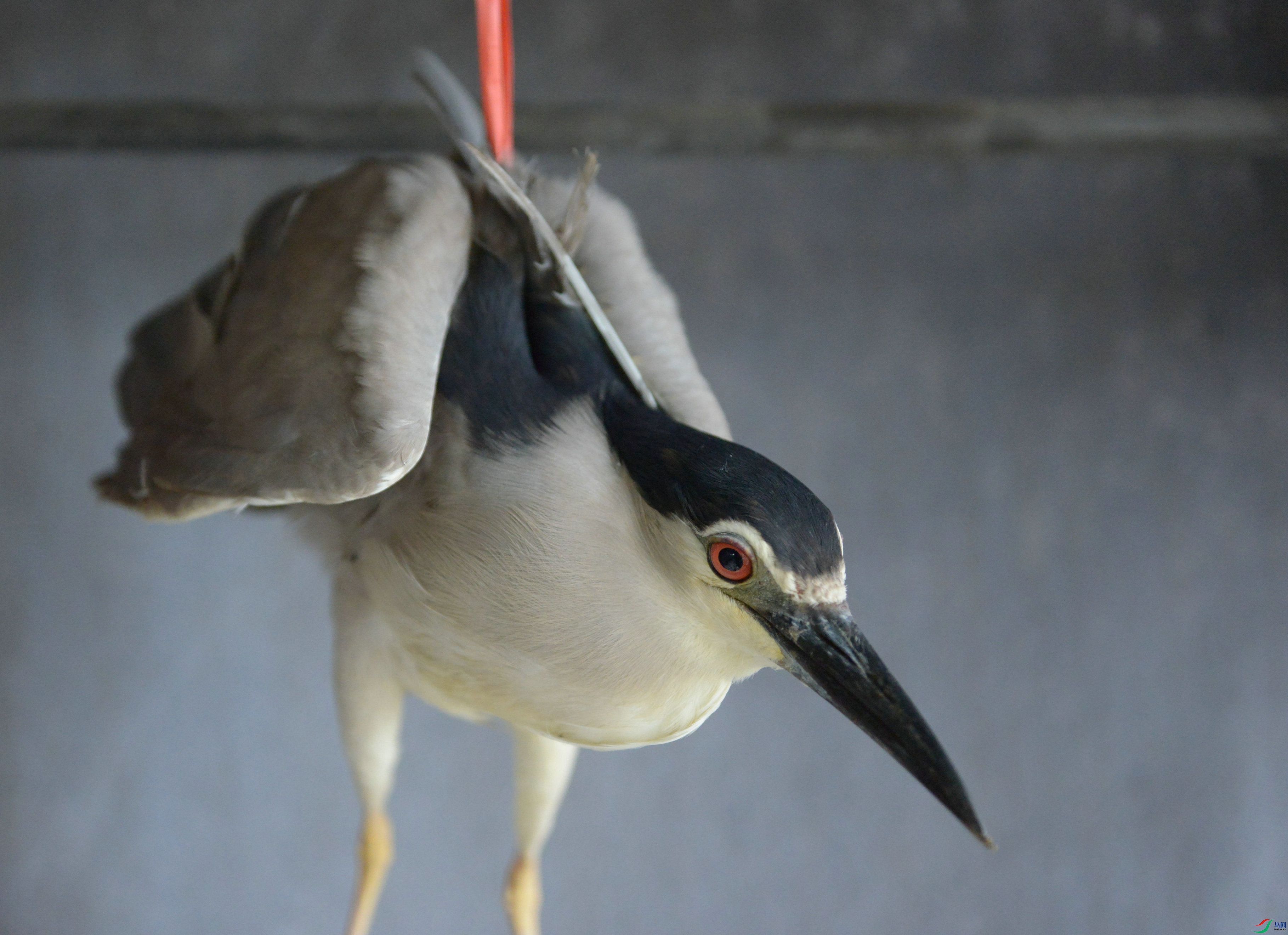 DSC_2699.jpg