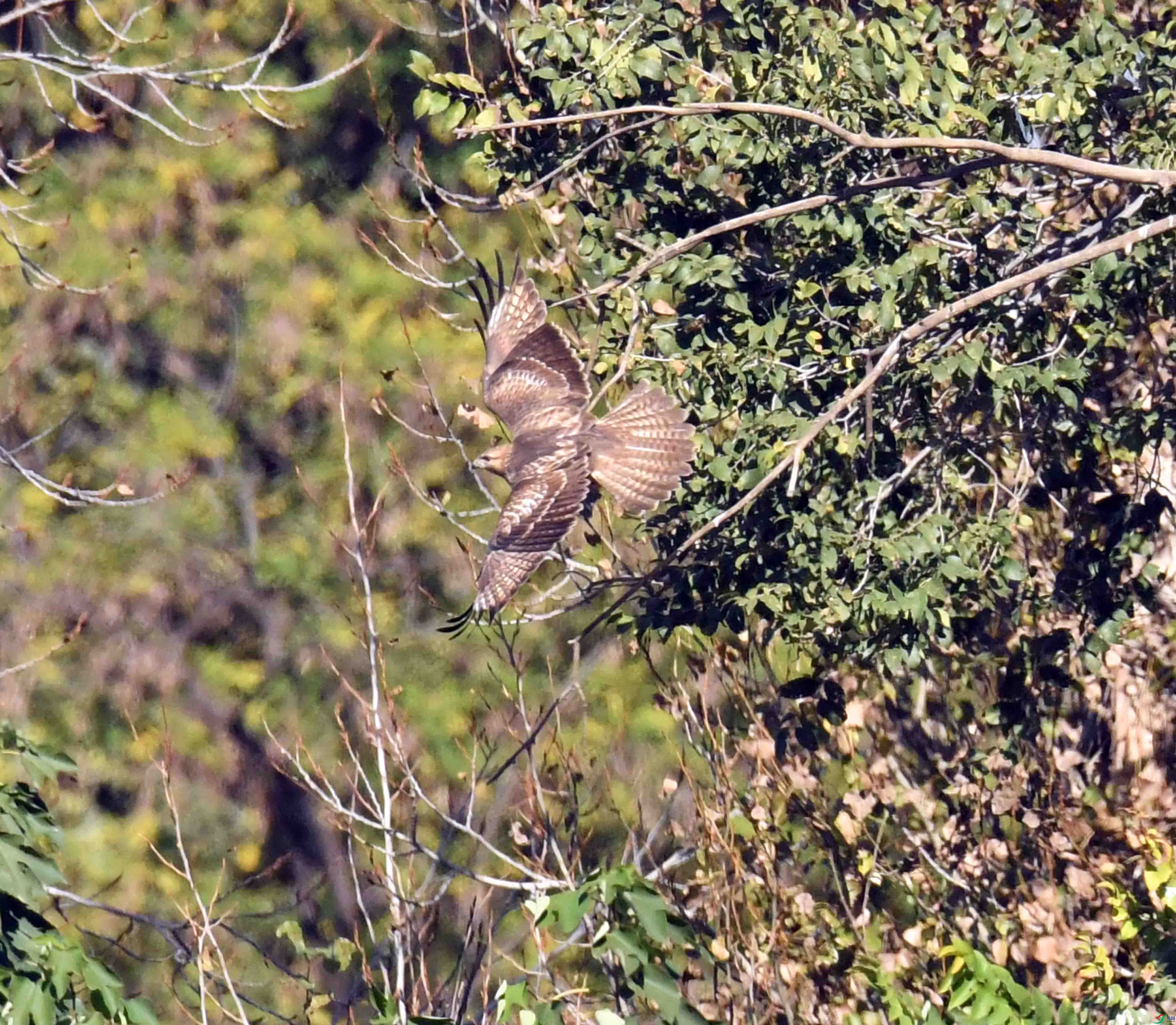DSC_1615.JPG