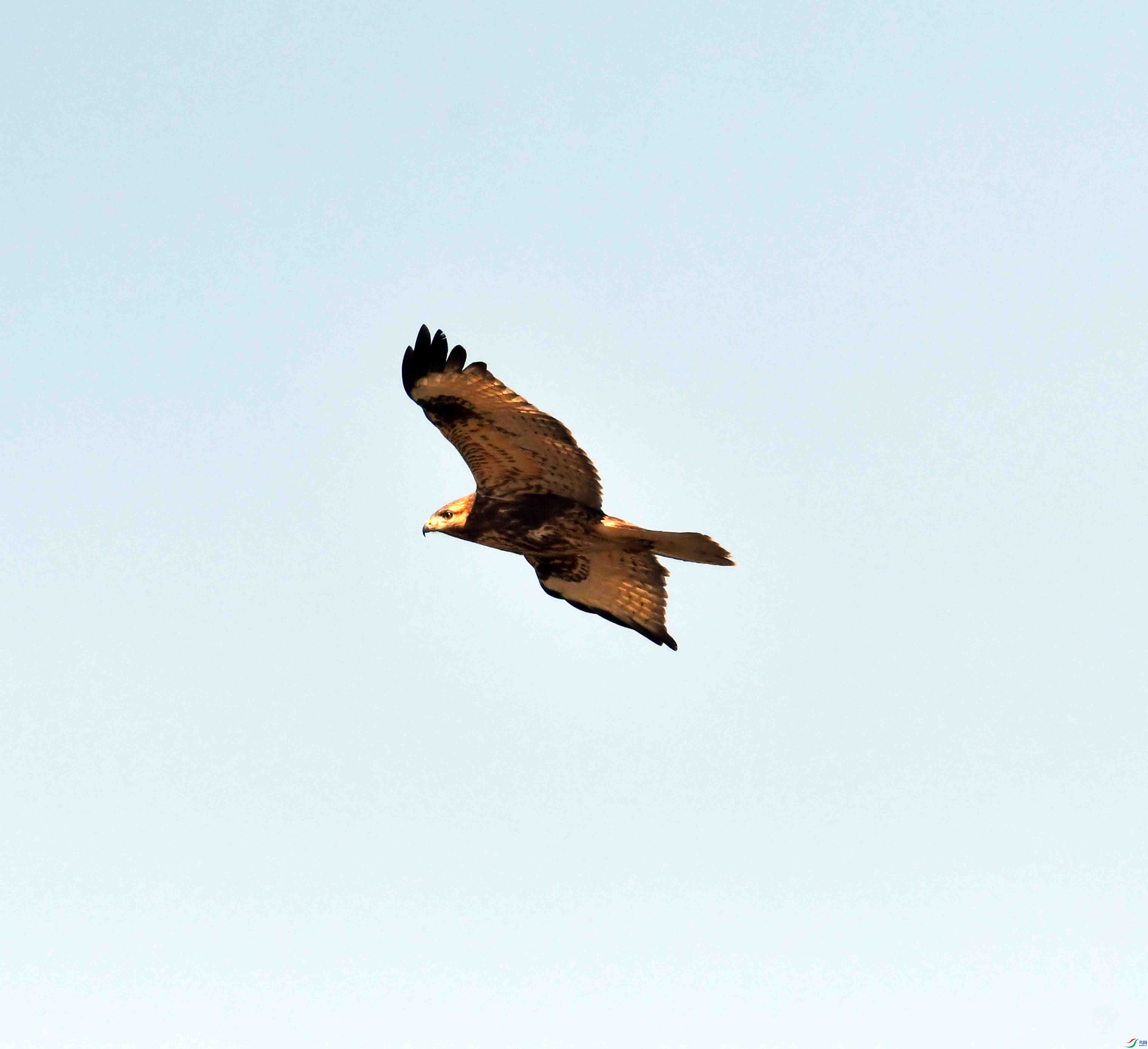 DSC_1633.JPG