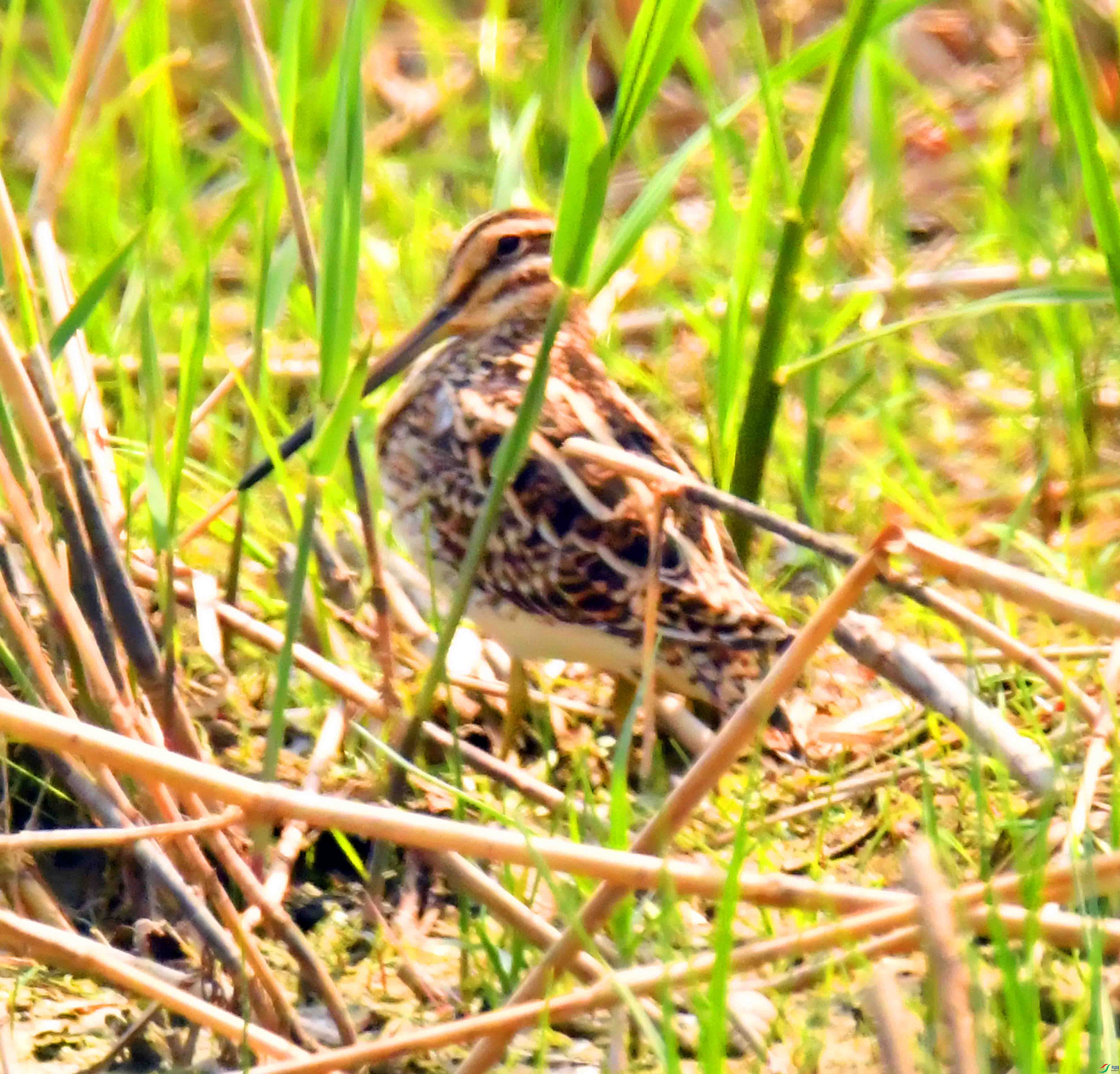 DSC_1011.JPG