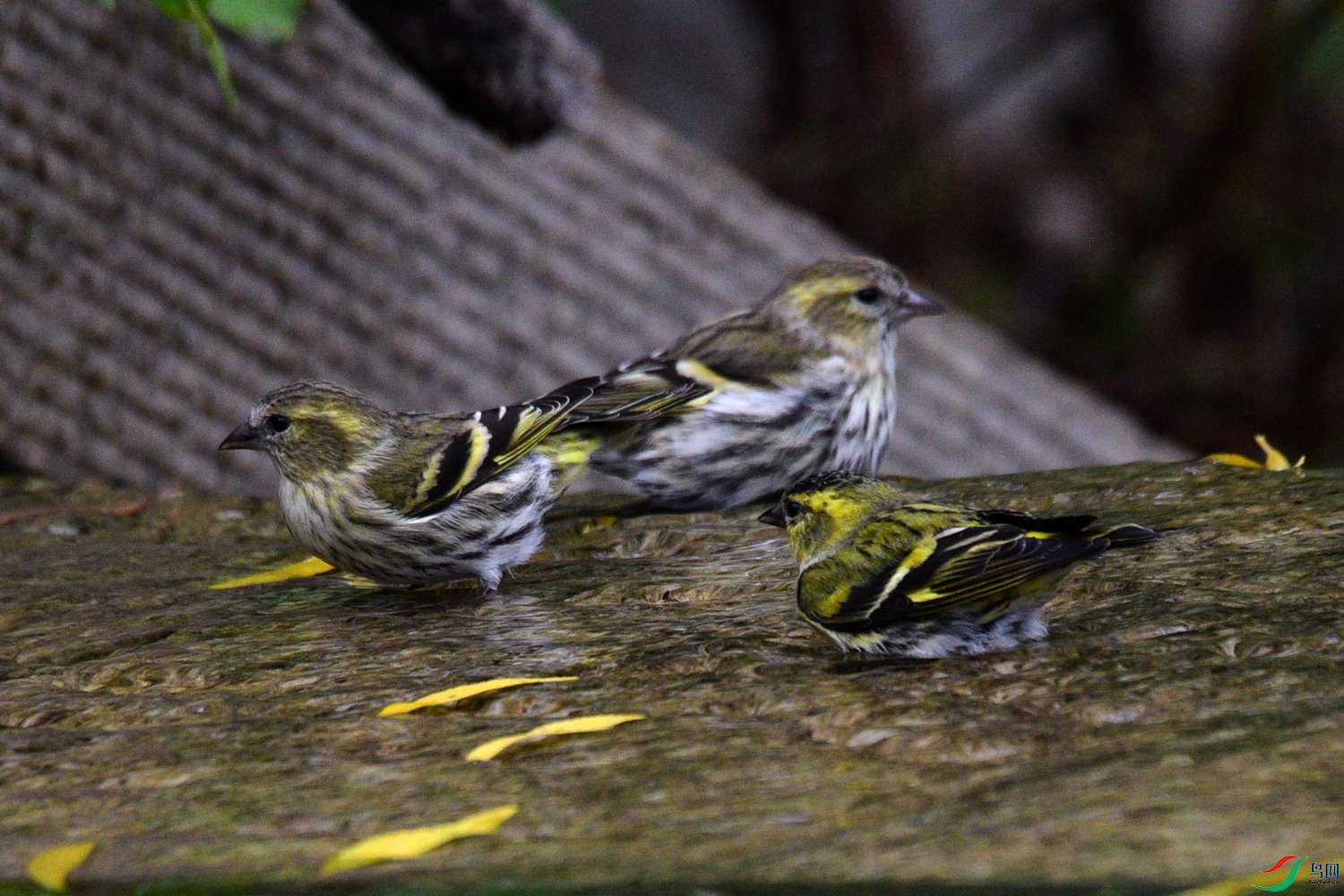 DSC_6153.JPG