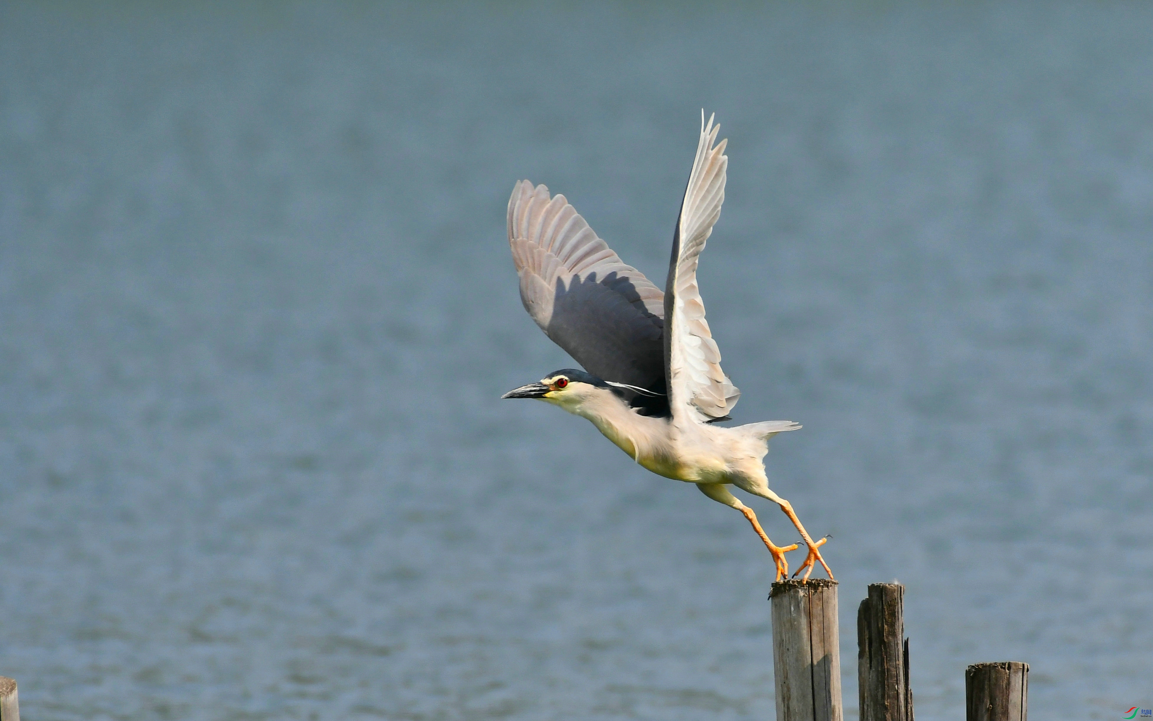 DSC_5921.JPG