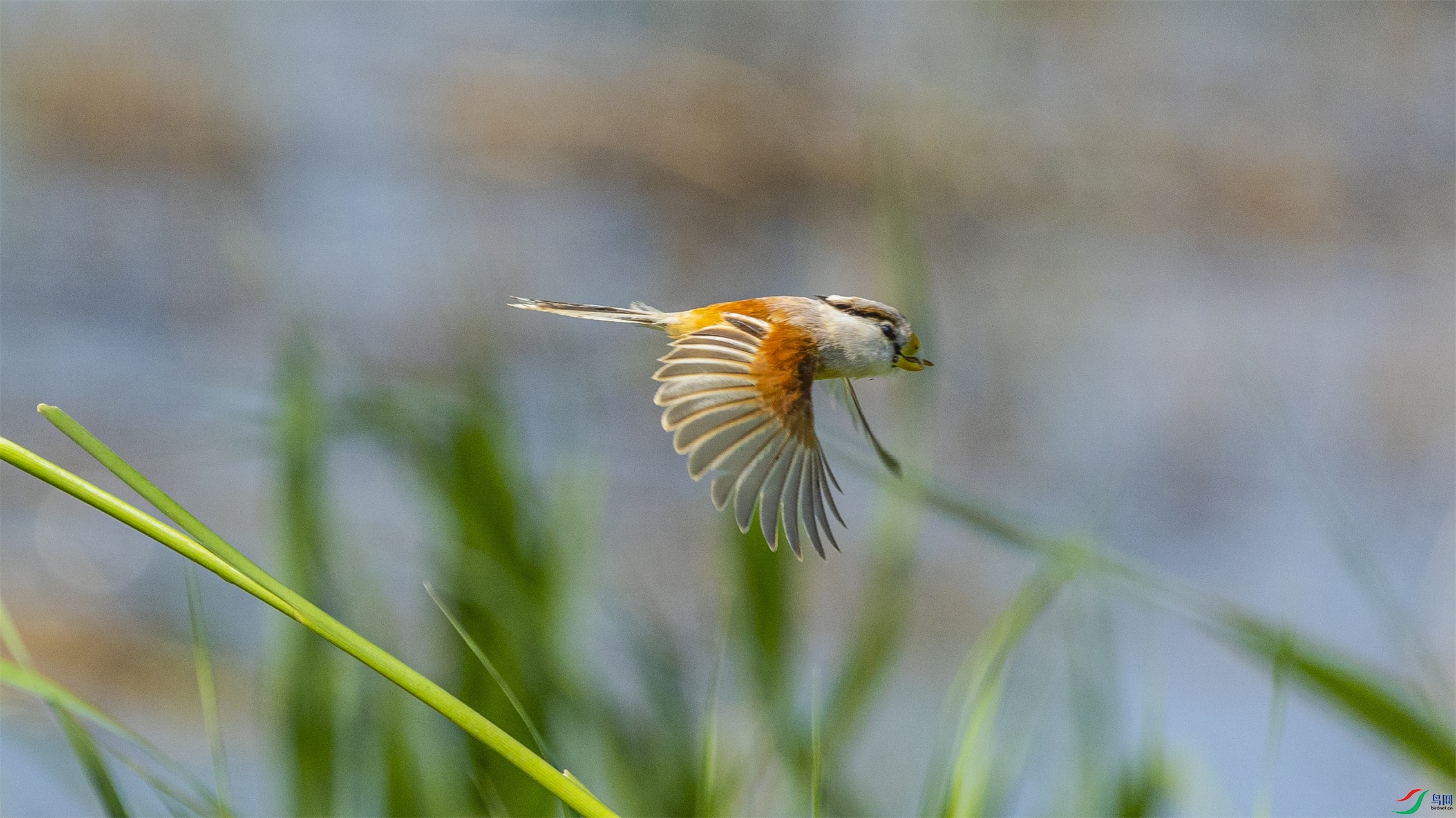 1K3A3531 ����1.jpg