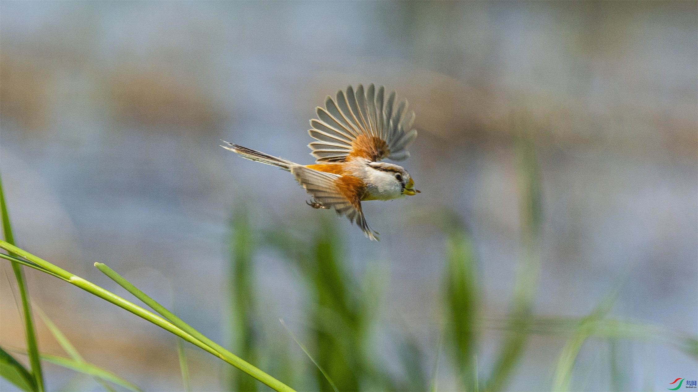 1K3A3530 ����1.jpg