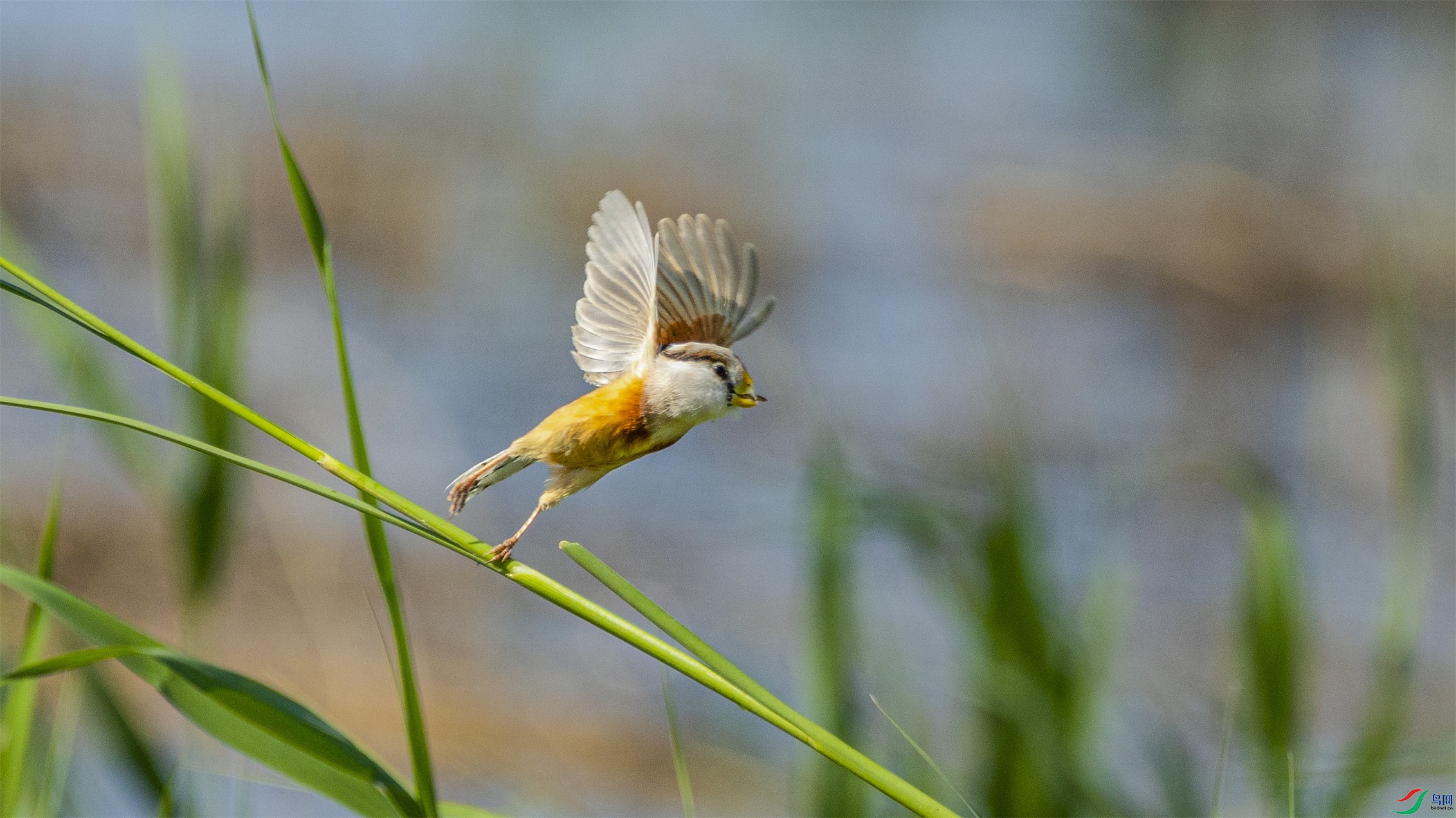 1K3A3528 ����1.jpg