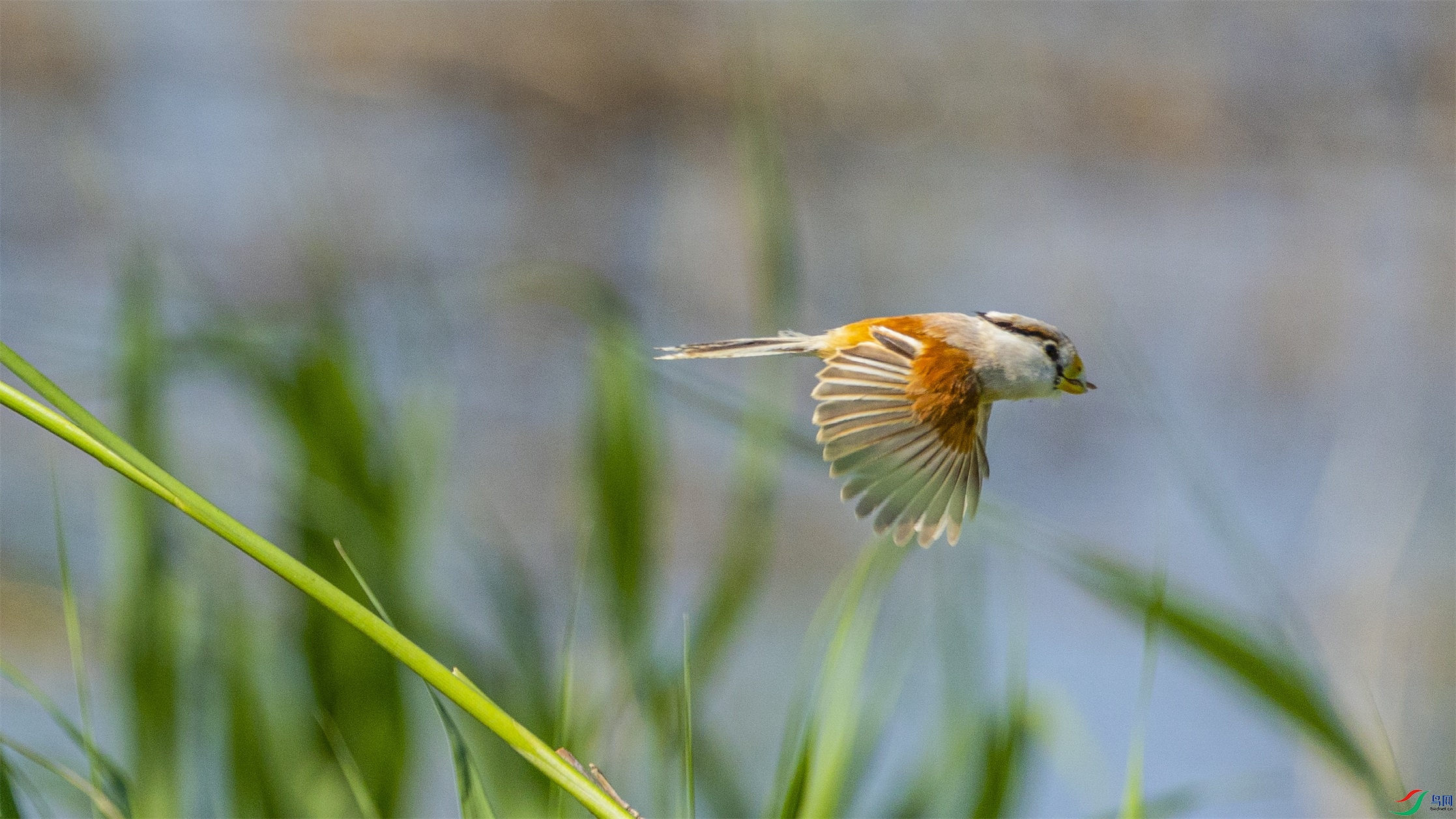 1K3A3532 ����1.jpg