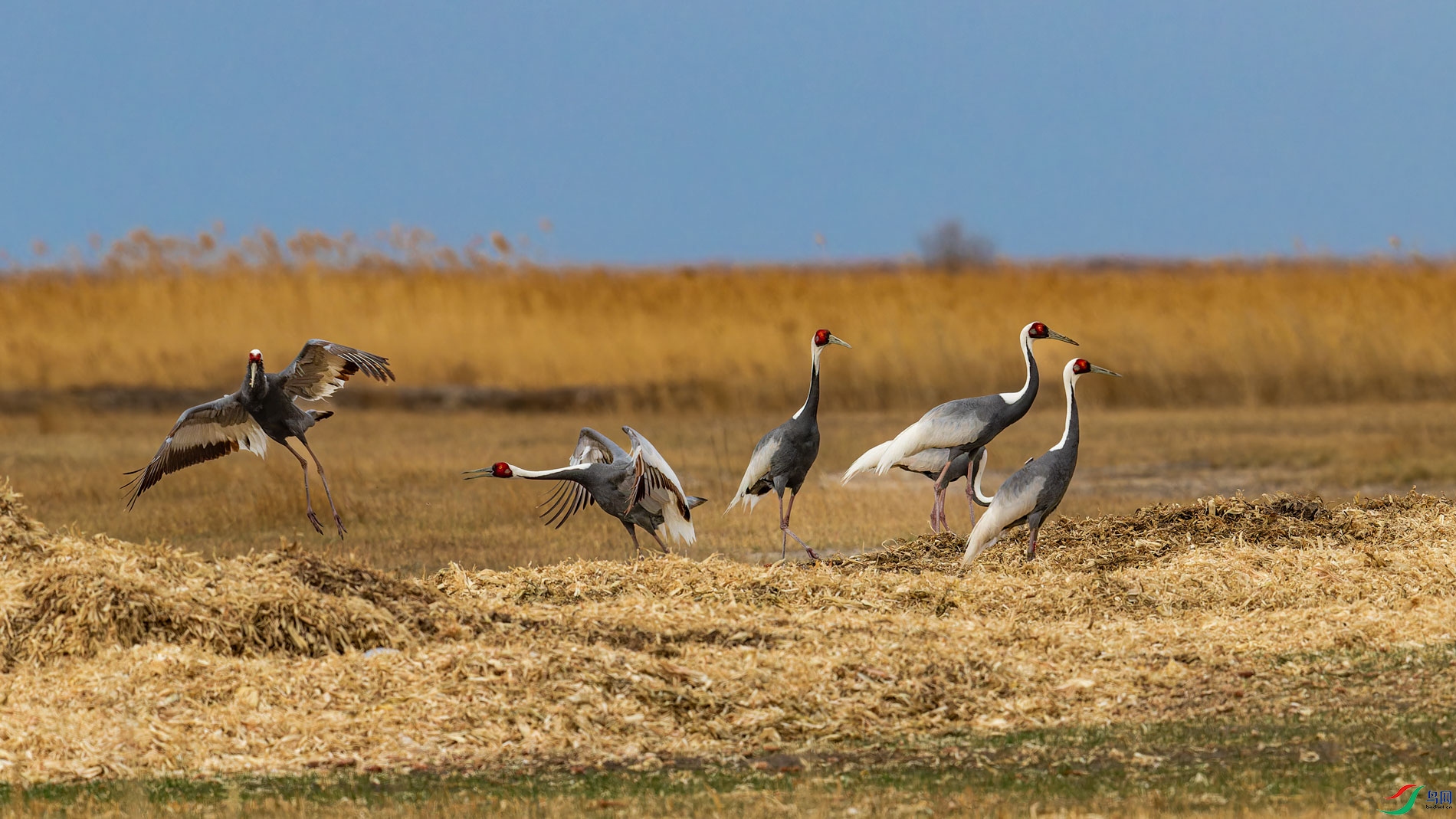 _00A2148-CR2_DxO_DeepPRIMEXD-1.jpg