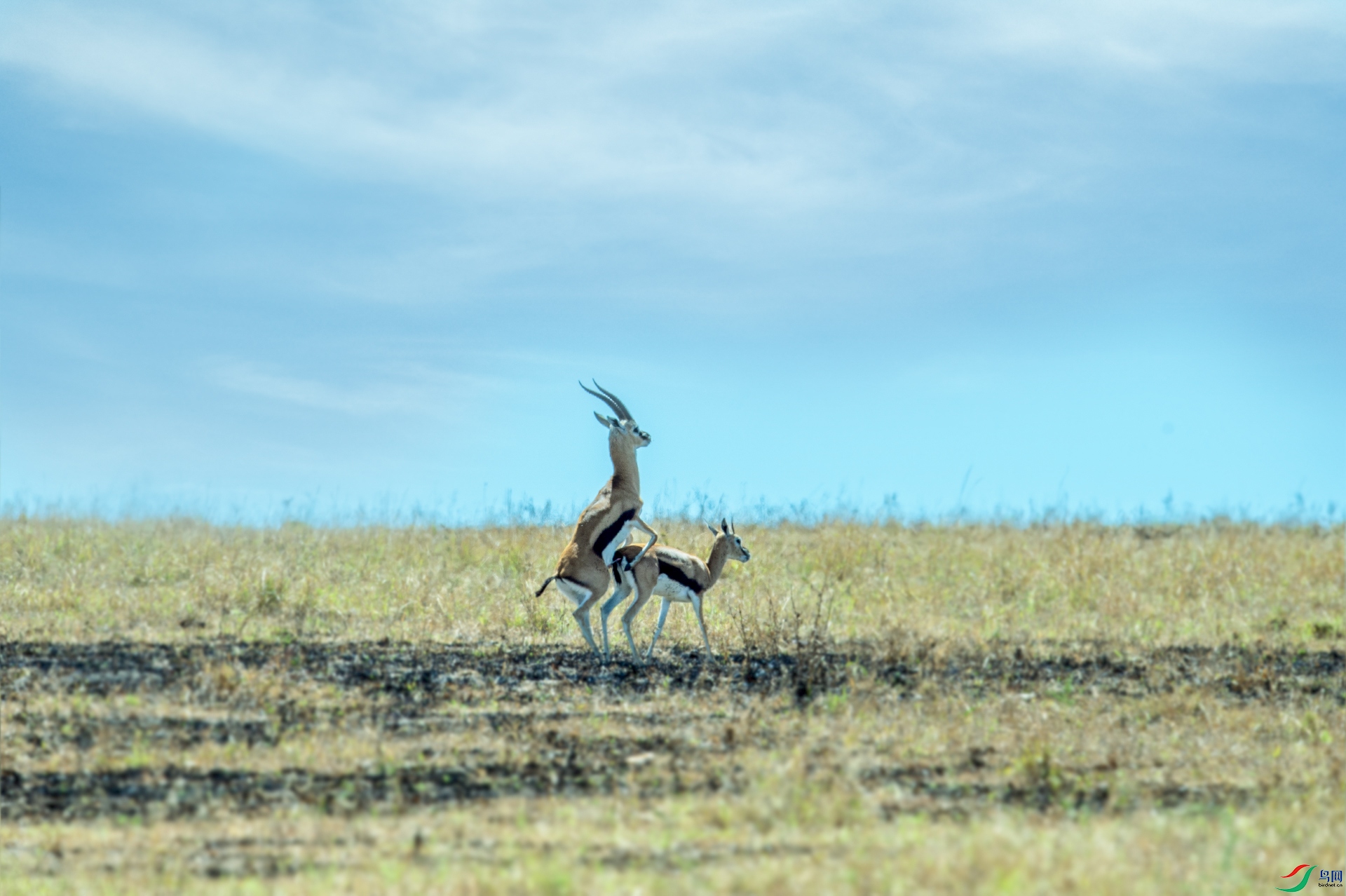 DSC_8503 ����. ����.jpg