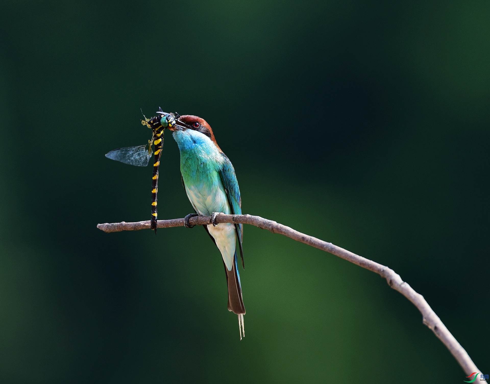 D8I_5680.jpg