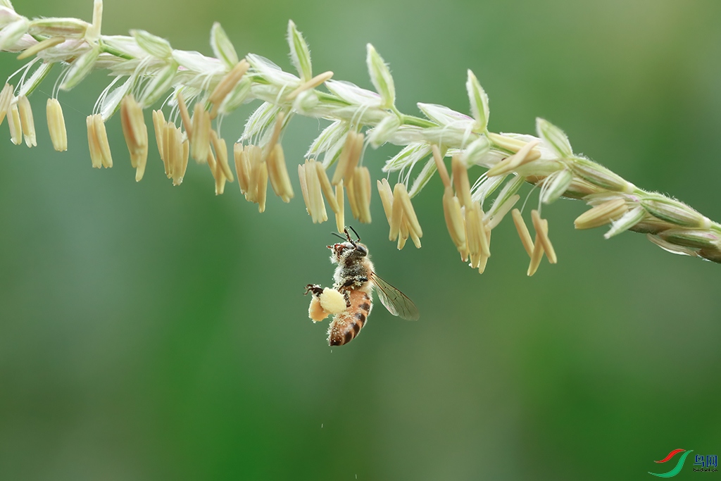 037A1713 ����.jpg