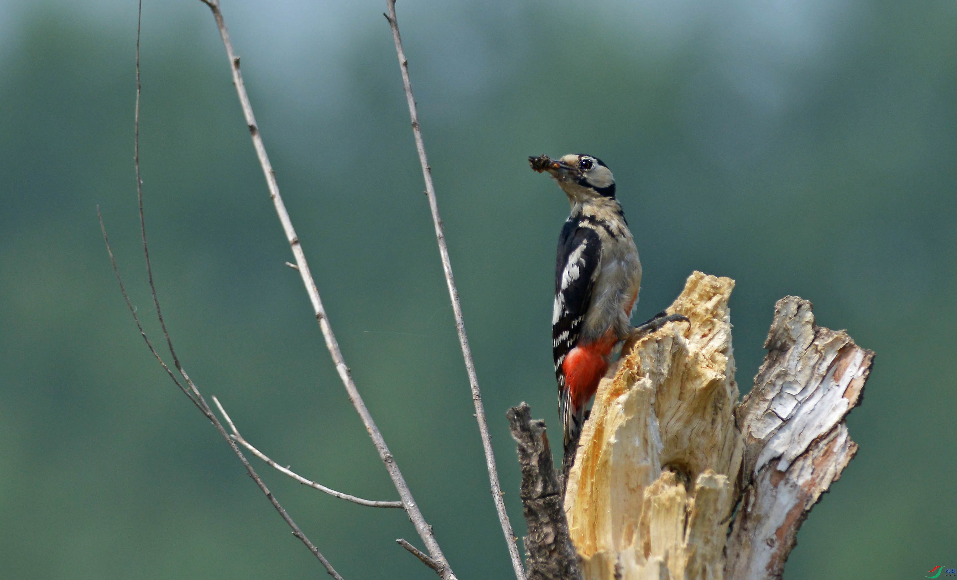 DSC_0090.jpg