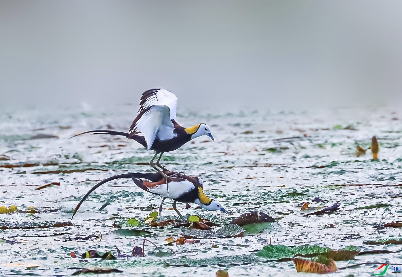 �ȱ� ���� ��ɽ��ˮ ��һ.jpeg