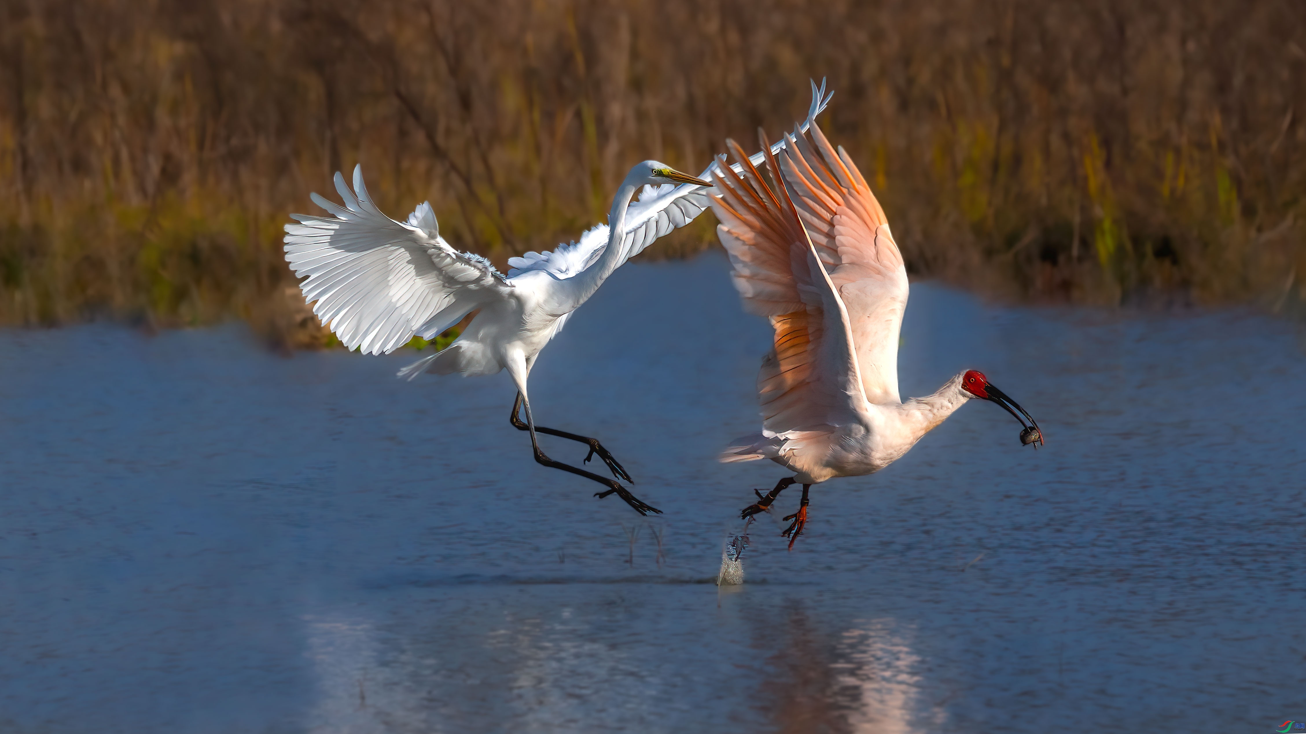 ��׷���� ���� ��ɫ���տ� ��һ.jpg
