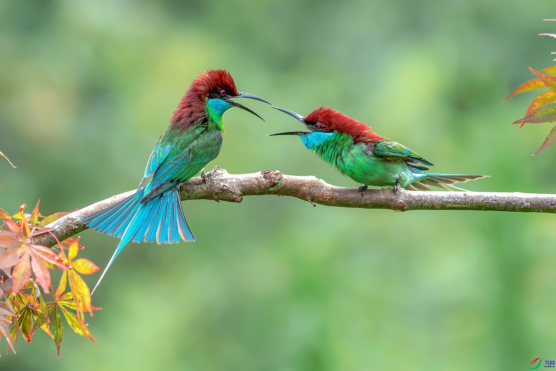 ֦ͷ�а�  ���� ����ǿ ����.jpg