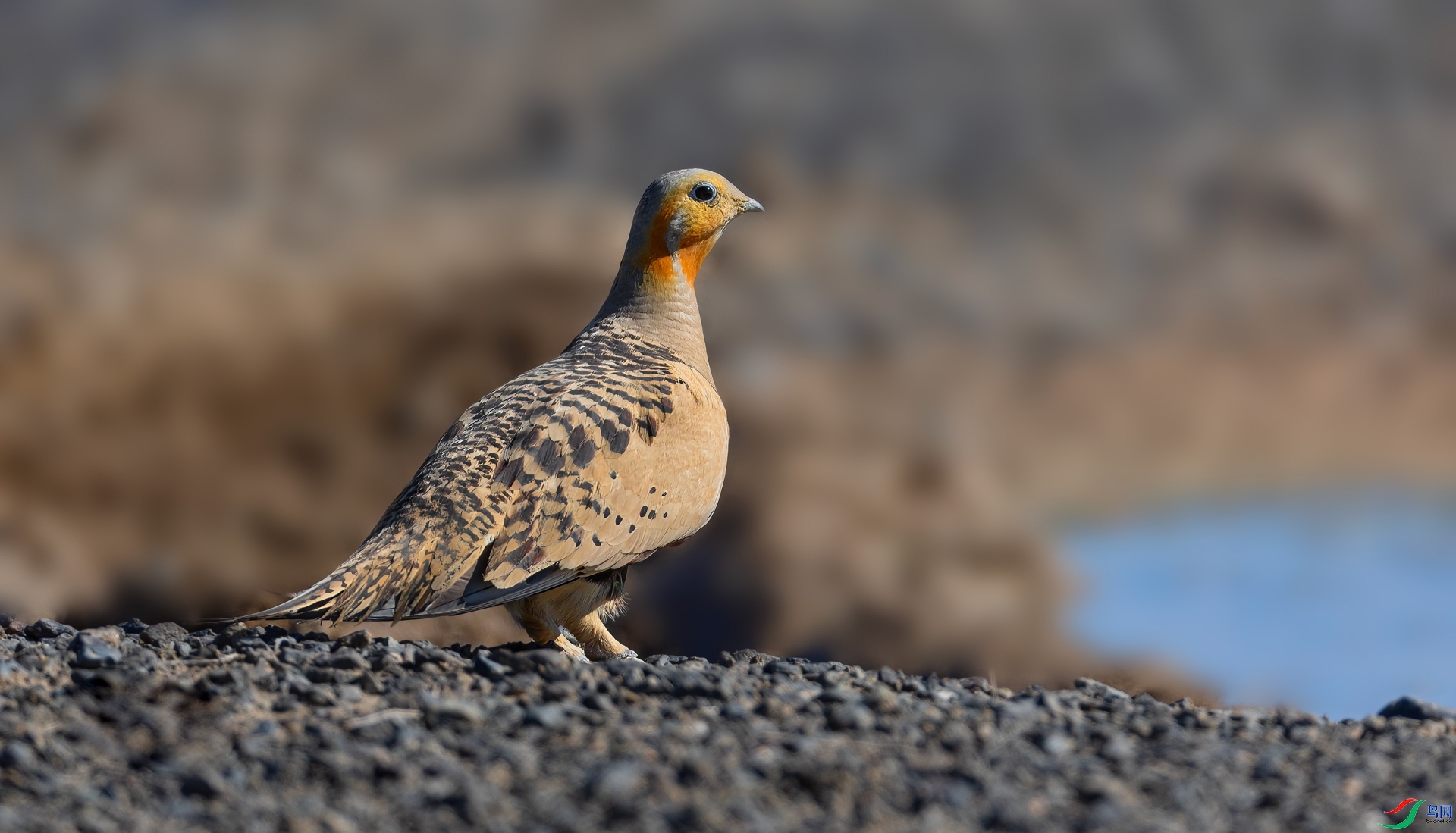 ë��ɳ��  ���� �ܷ� ����.jpg