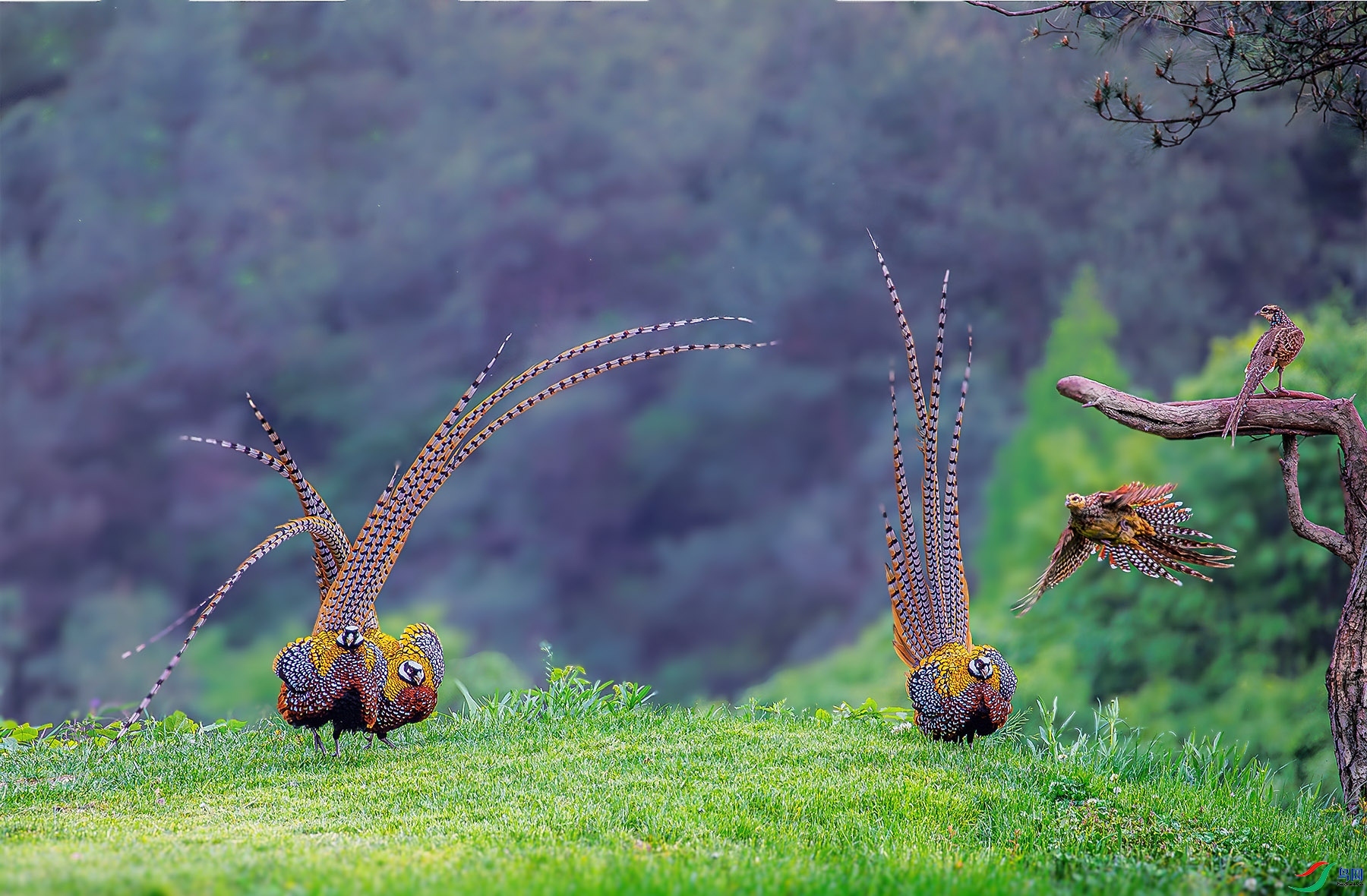 �׹ڳ�β��  ���� ��ɽ��ˮ ����.jpg