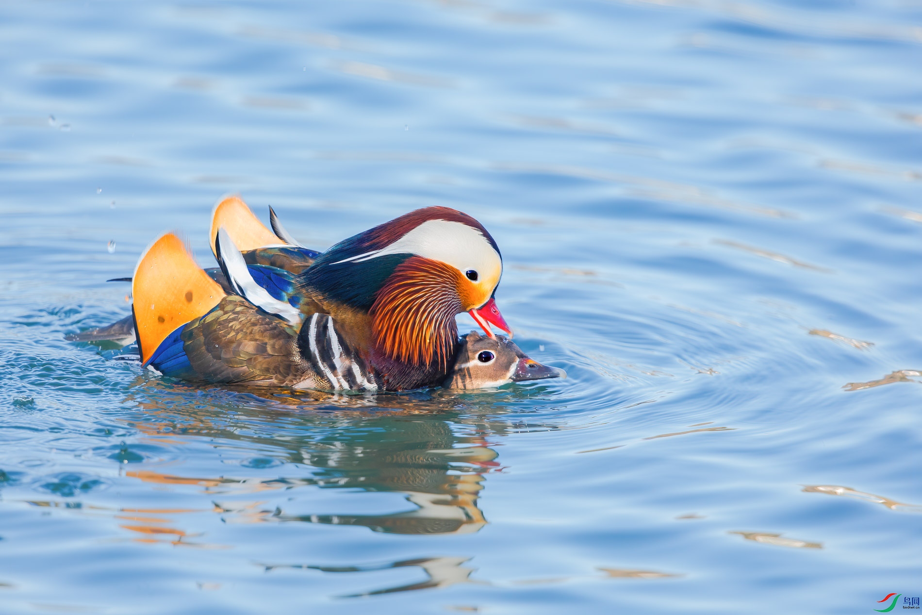 AQ4P0456-1.jpg