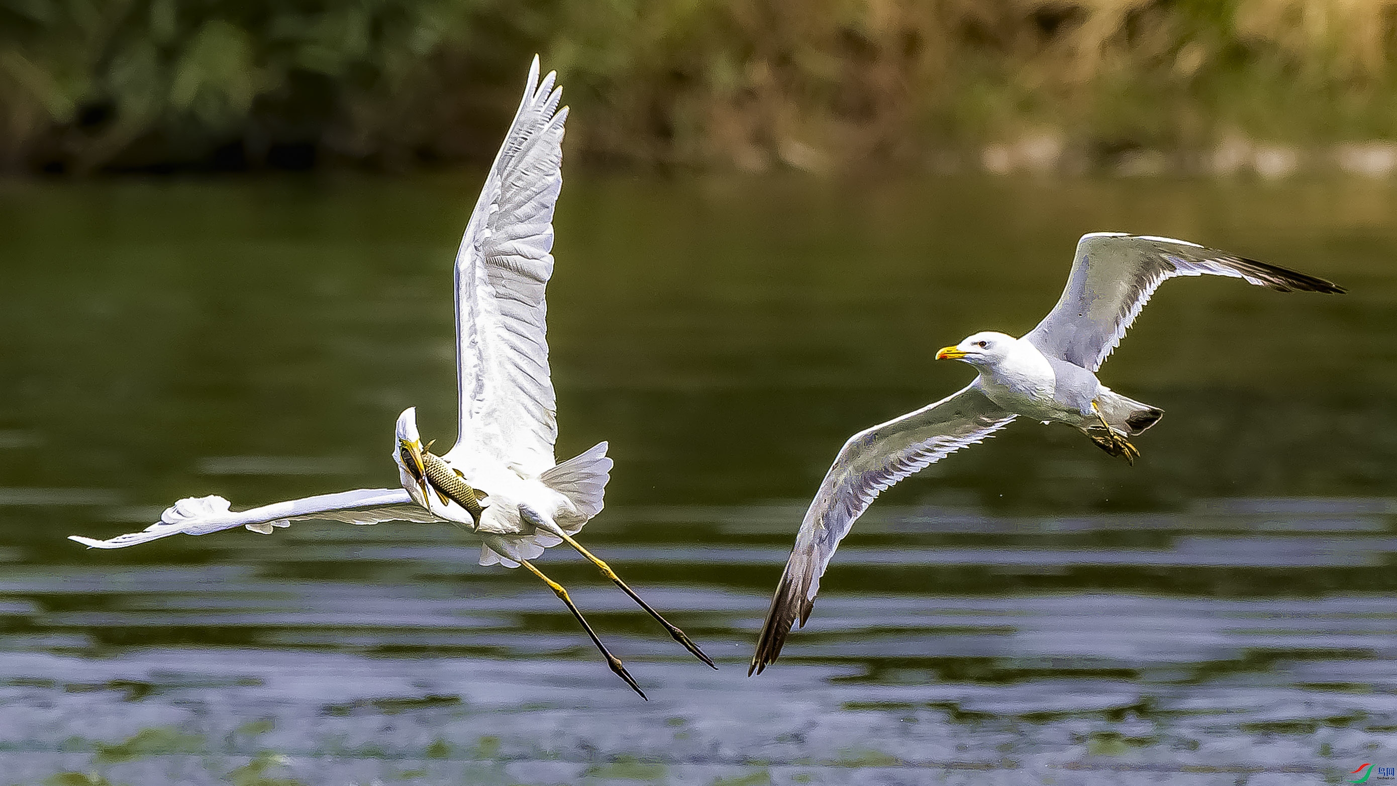 _Z6A8909-2.jpg