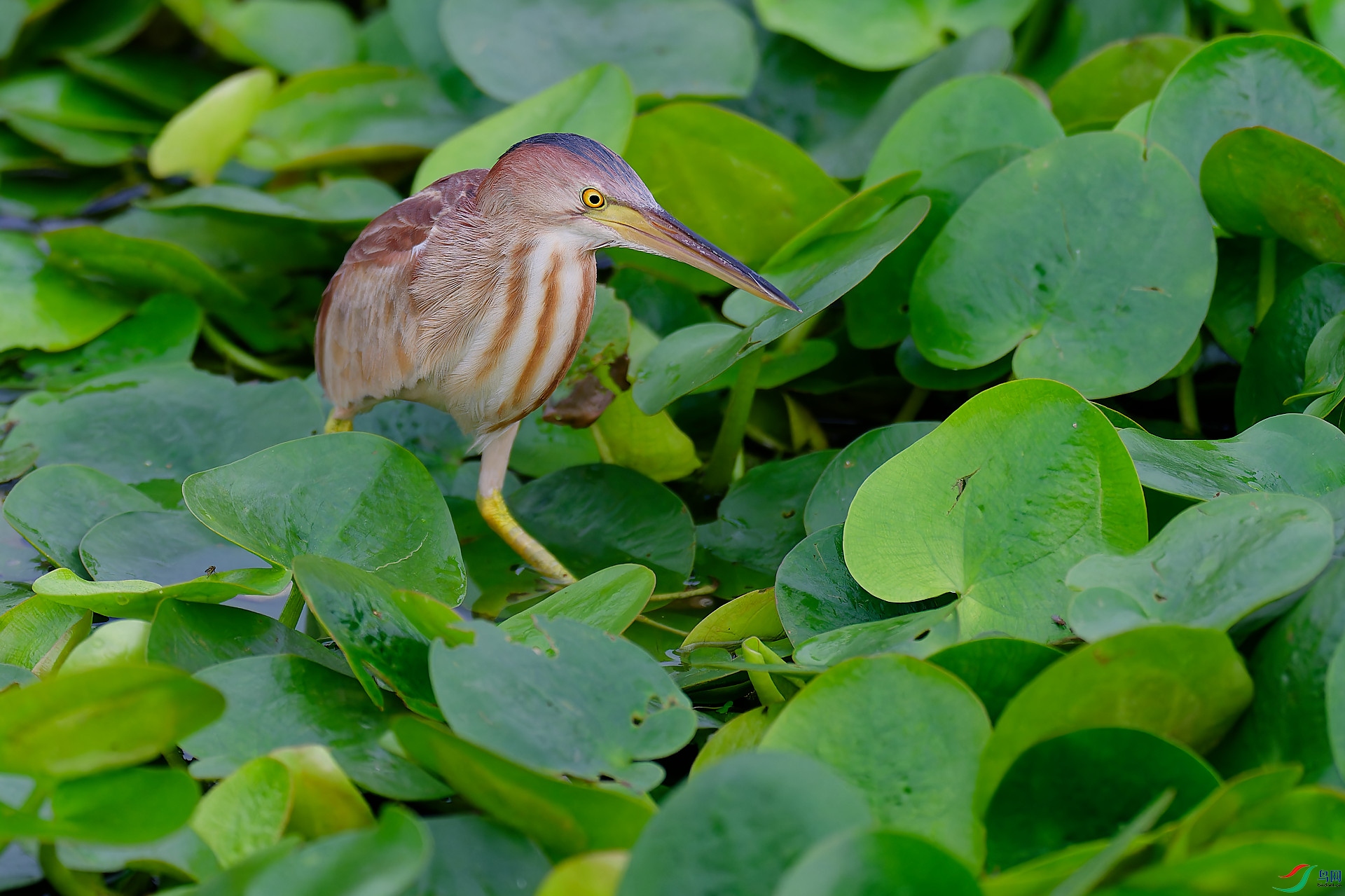 DSC_0499.jpg