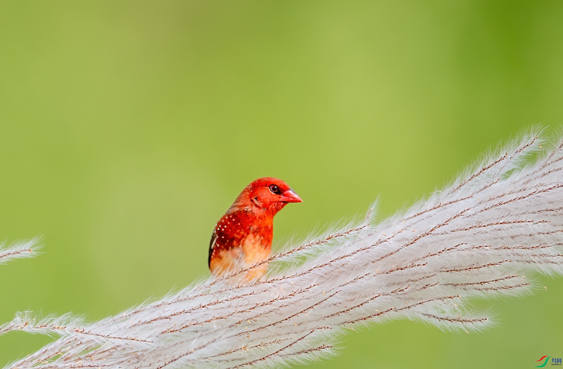 DSC_9213-1.jpg