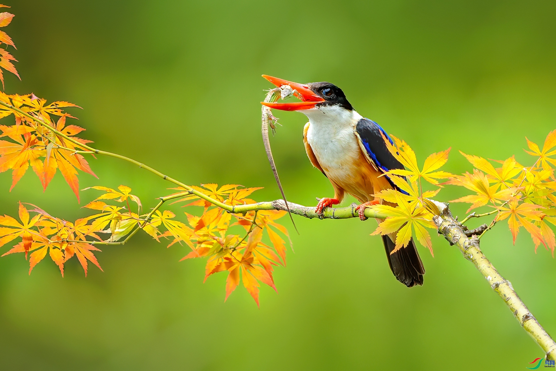 7.7 �ɵ���ʦ��Ʒ  �������  �ٻ�2024��7��7��ÿ��һͼ.jpg