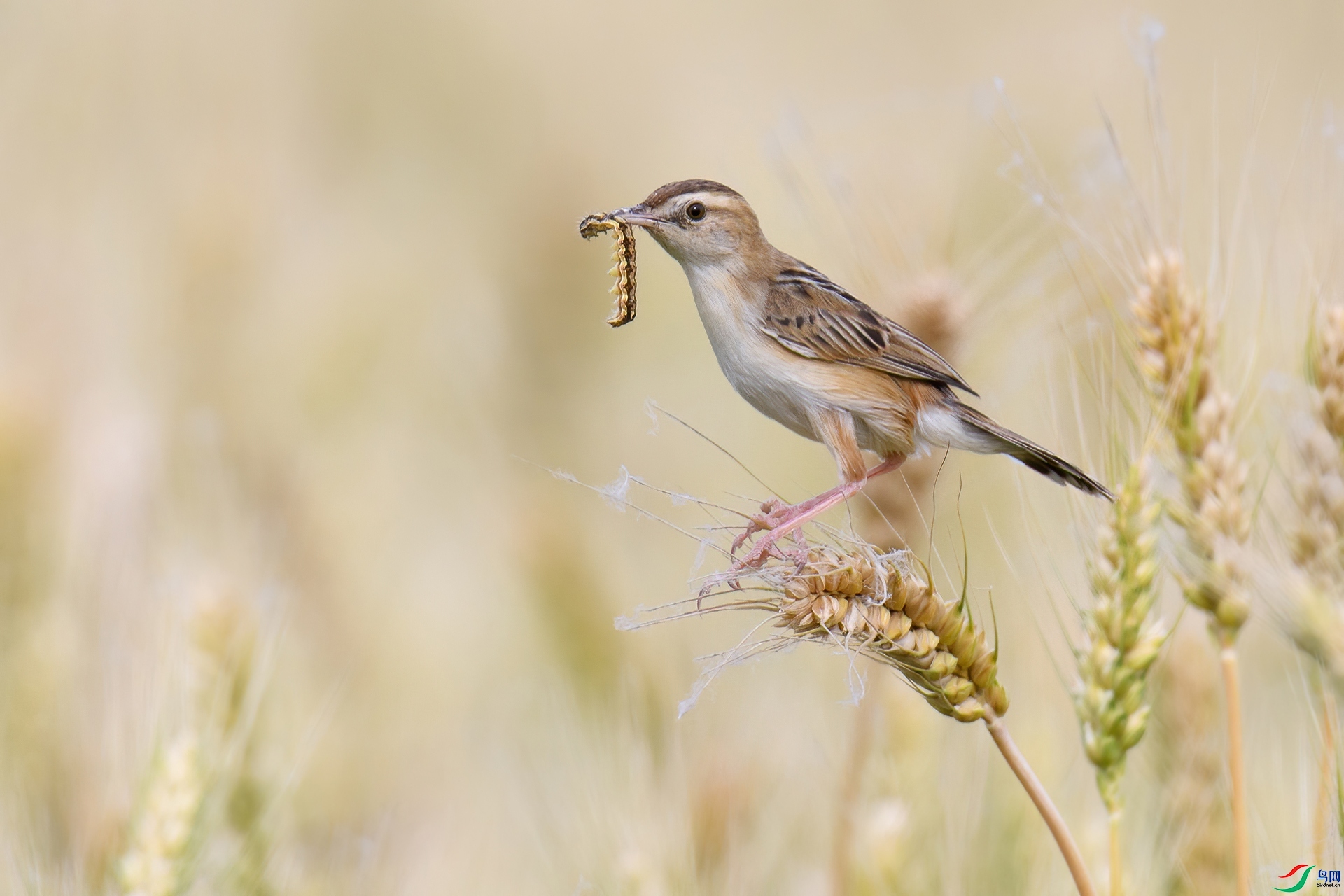 7.5 ����ͥԺ��ʦ��Ʒ  �����ϵ�����βݺ  �ٻ�2024��7��5��������ҳ����.jpg