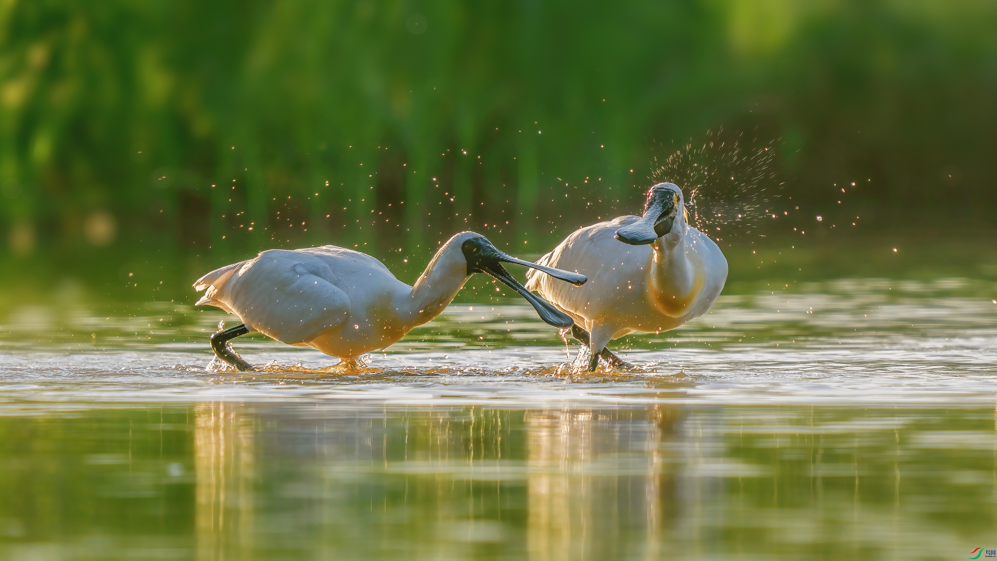 DSC08718 ����.jpg