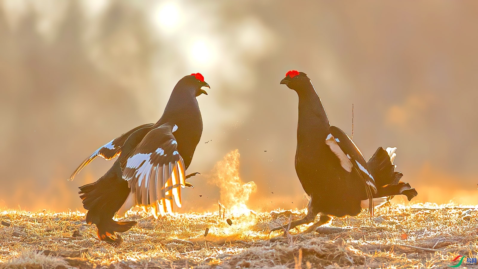 7.6 ������ʦ��Ʒ  ����  �ٻ�2024��7��6����Ӱʦ��ҳ����.jpg