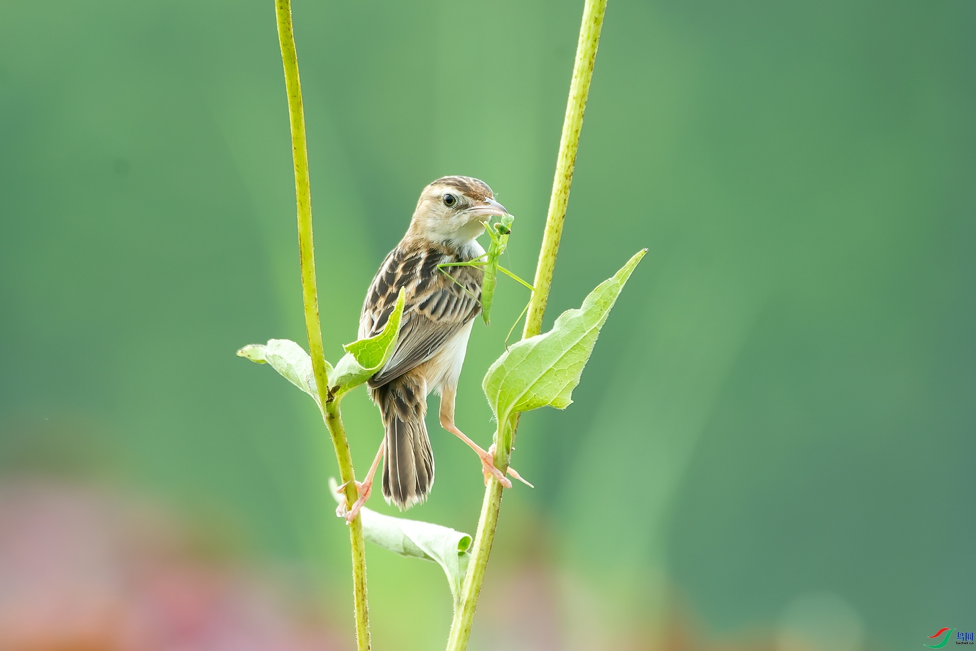 7.6 ����¥̨��ʦ��Ʒ  ��������  �ٻ�2024��7��6��������ҳ����.jpg