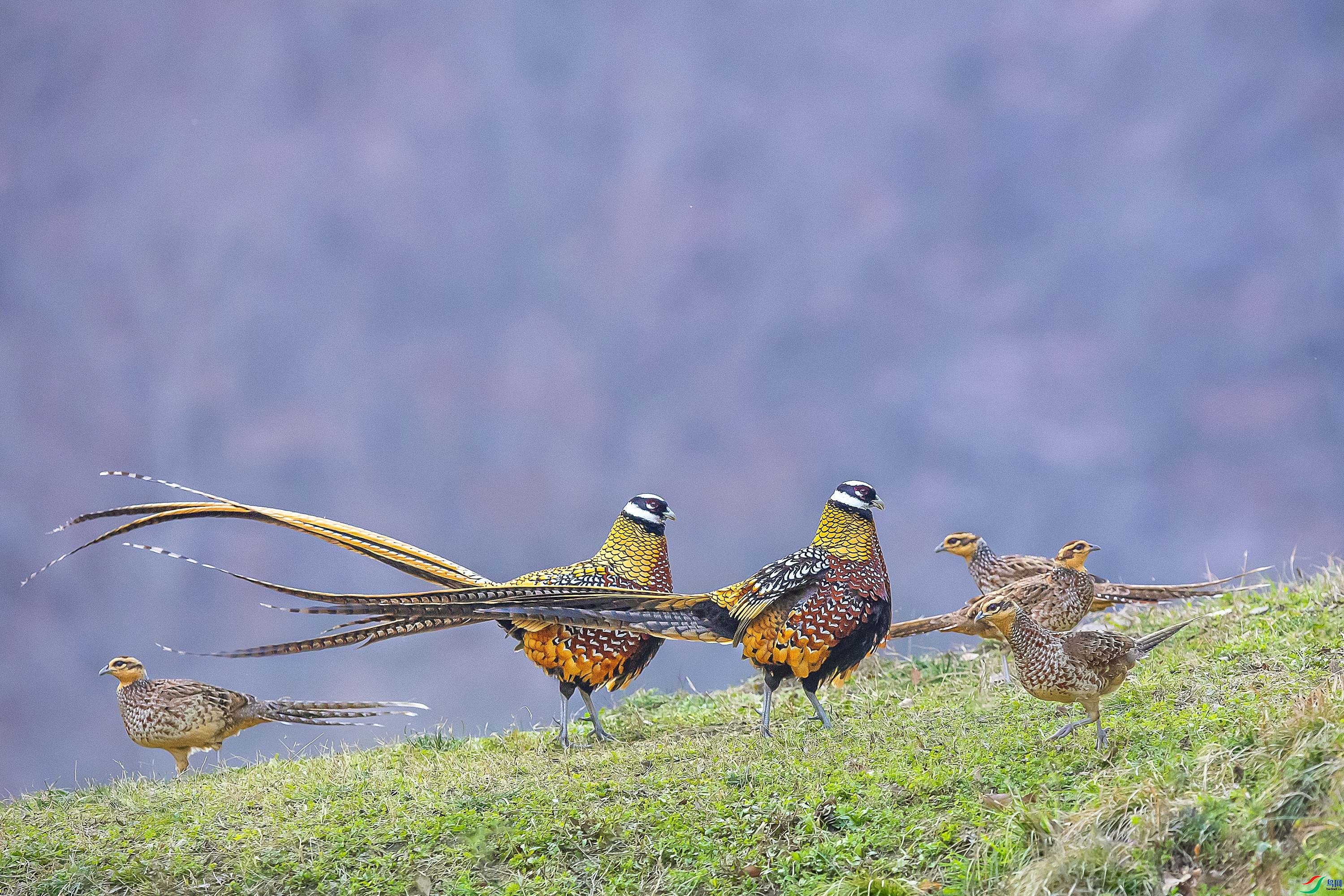 7.6 ����1183��ʦ��Ʒ  ��ĩ����  �ٻ�2024��7��6�ջ�Ա��ҳ����.jpg