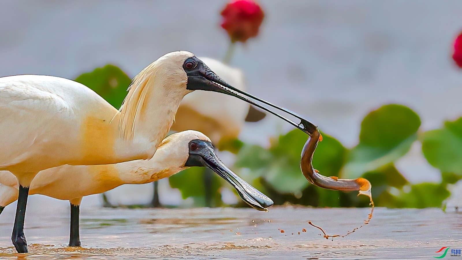 7.7 ������ʦ��Ʒ  Ϊʳ����  �ٻ�2024��7��7����Ӱʦ��ҳ����.jpg