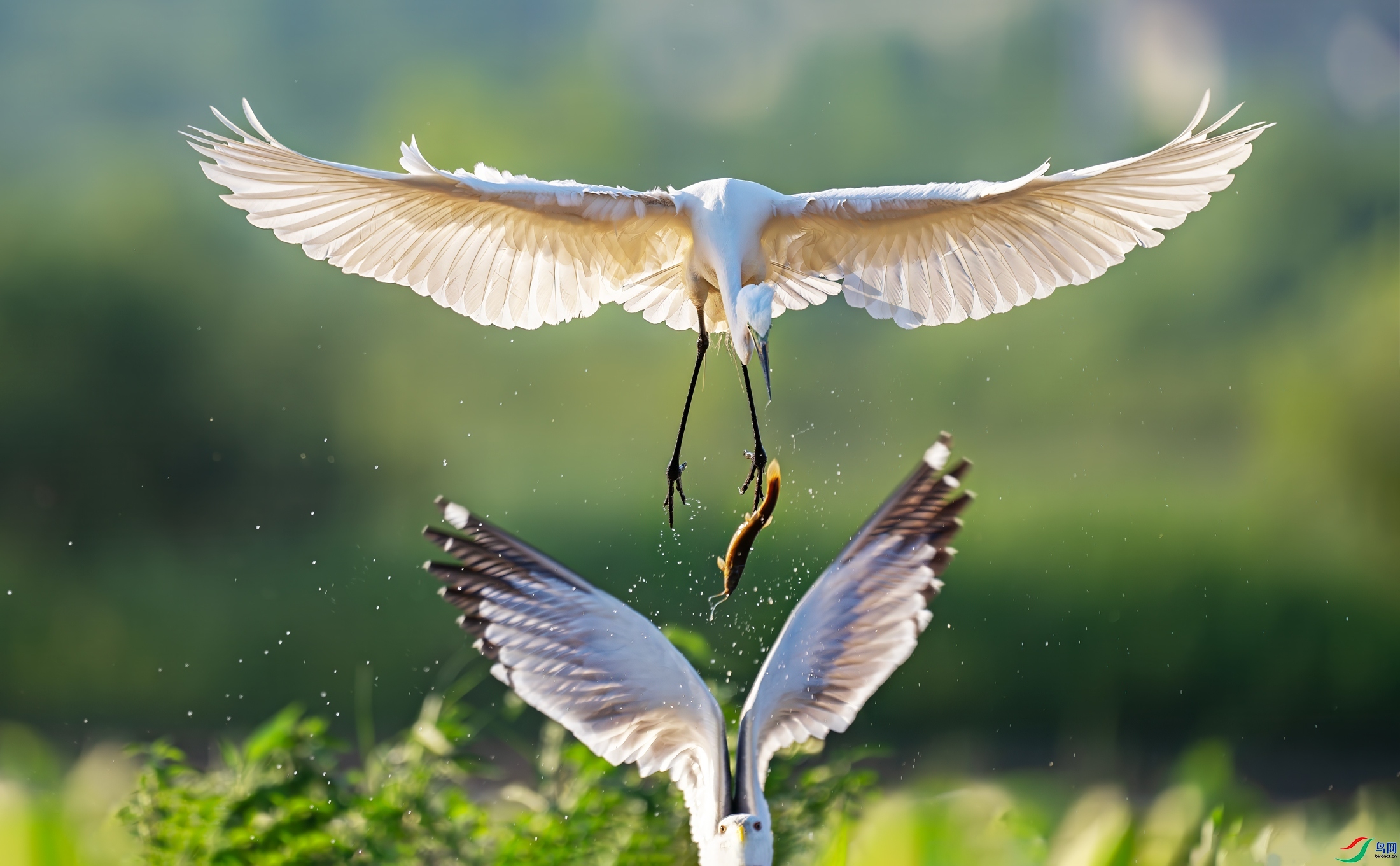 7.7 ����������ʦ��Ʒ  ¹��˭��  �ٻ�2024��7��7�հ�����ҳ����.jpg